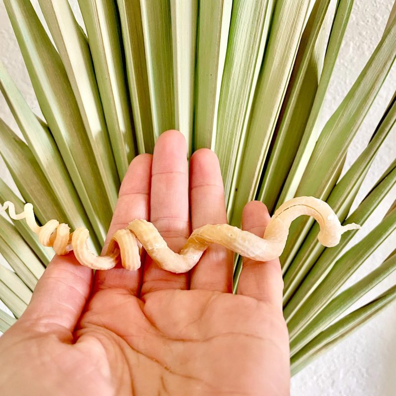 SPIRAL WORM SHELLS 6-8" Long Real Rare Display Seashell Beach Oddities Décor