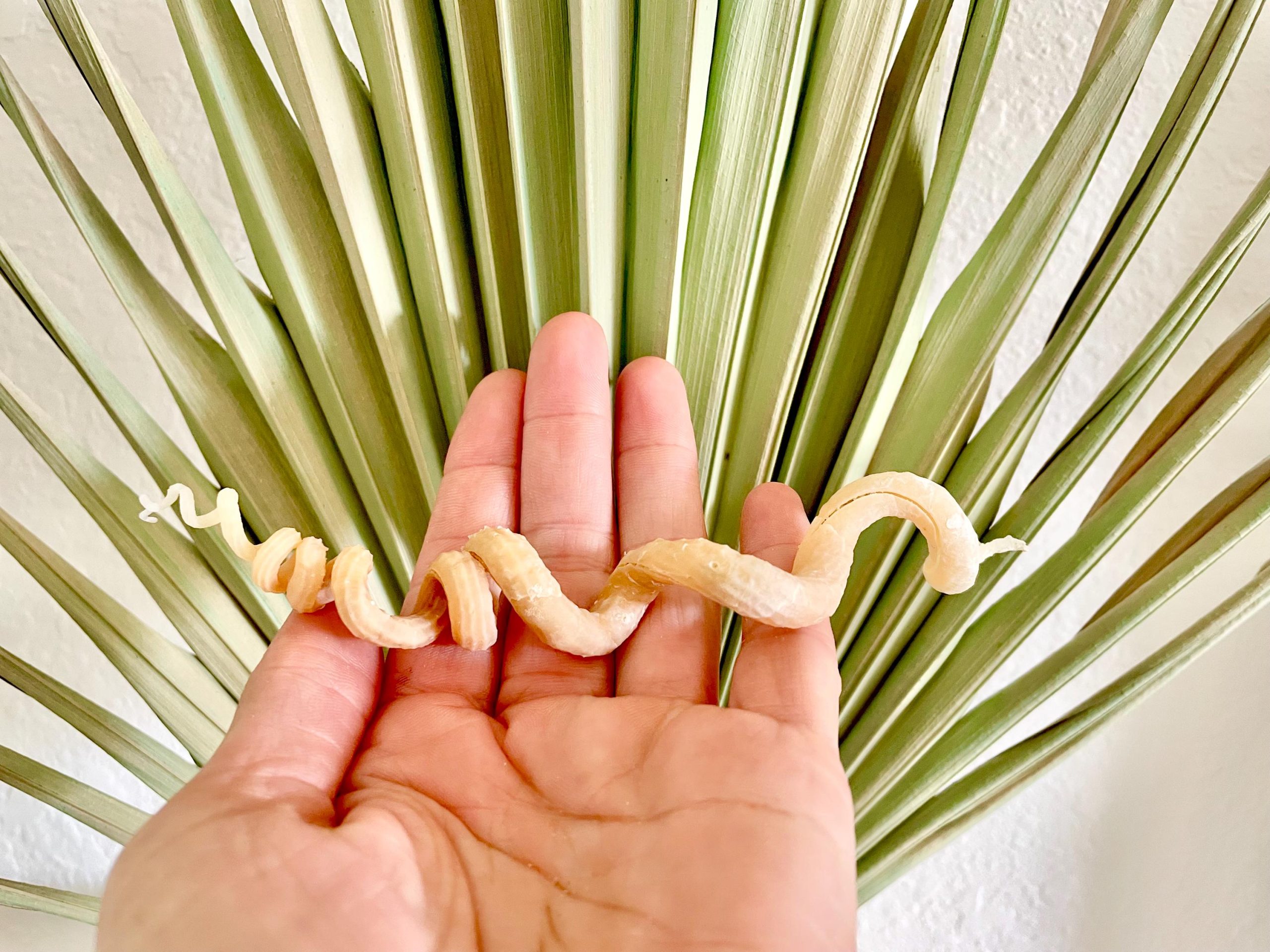 SPIRAL WORM SHELLS 6-8" Long Real Rare Display Seashell Beach Oddities Décor