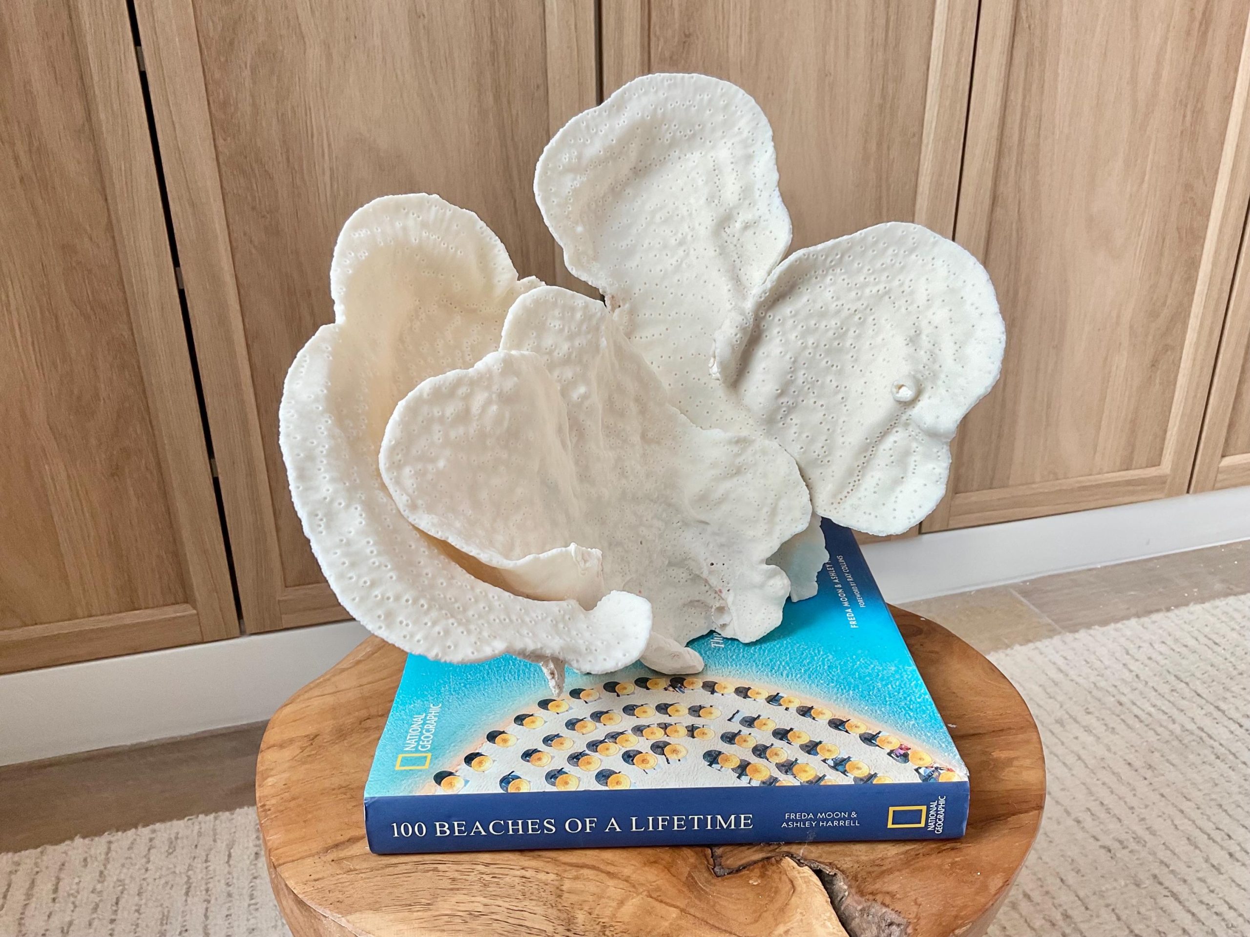 Natural Cup Coral Specimen Fossil: 12x9.5x9" Coastal Décor Table Centerpiece - Image 2