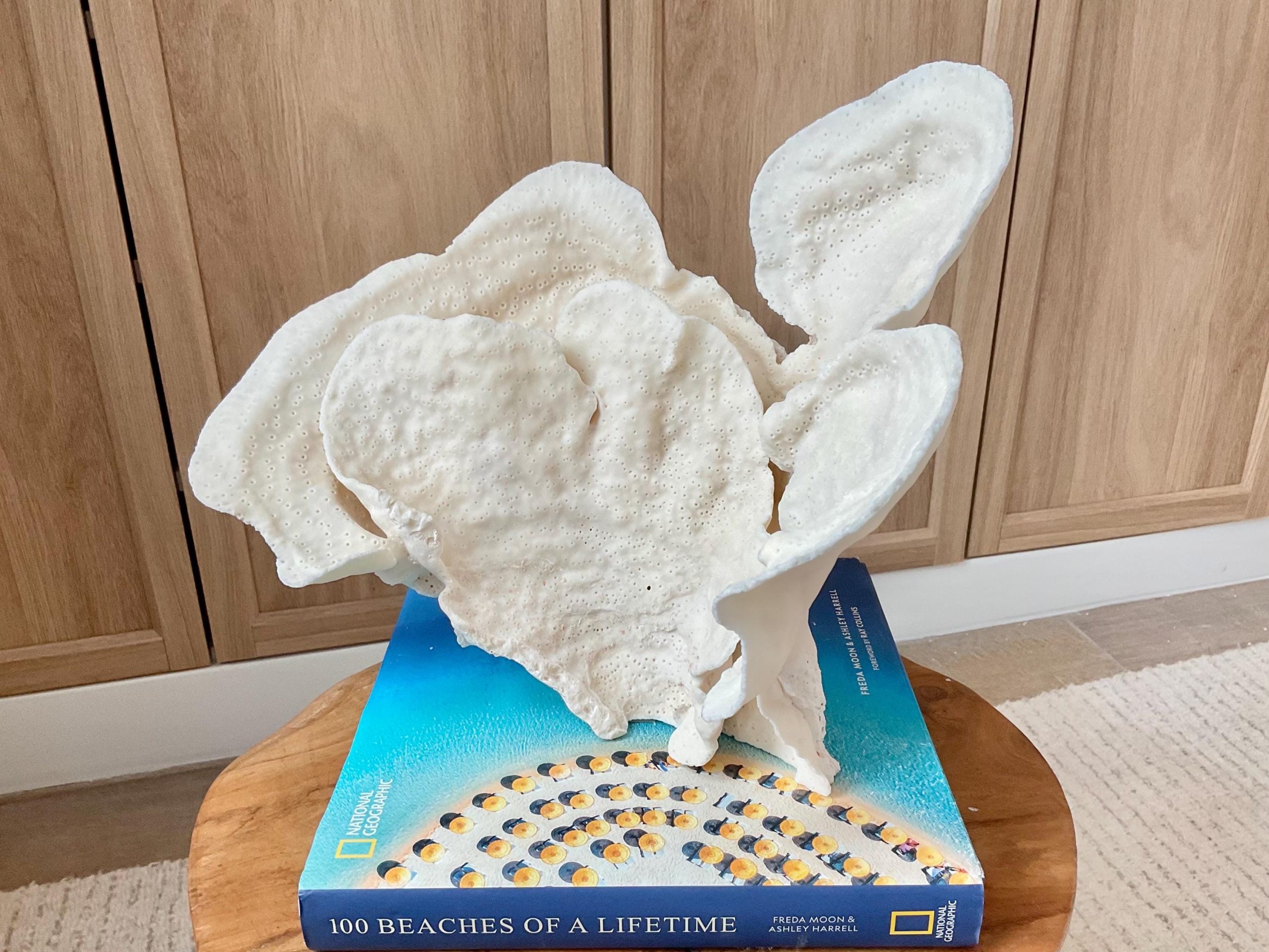 Natural Cup Coral Specimen Fossil: 12x9.5x9" Coastal Décor Table Centerpiece - Image 3