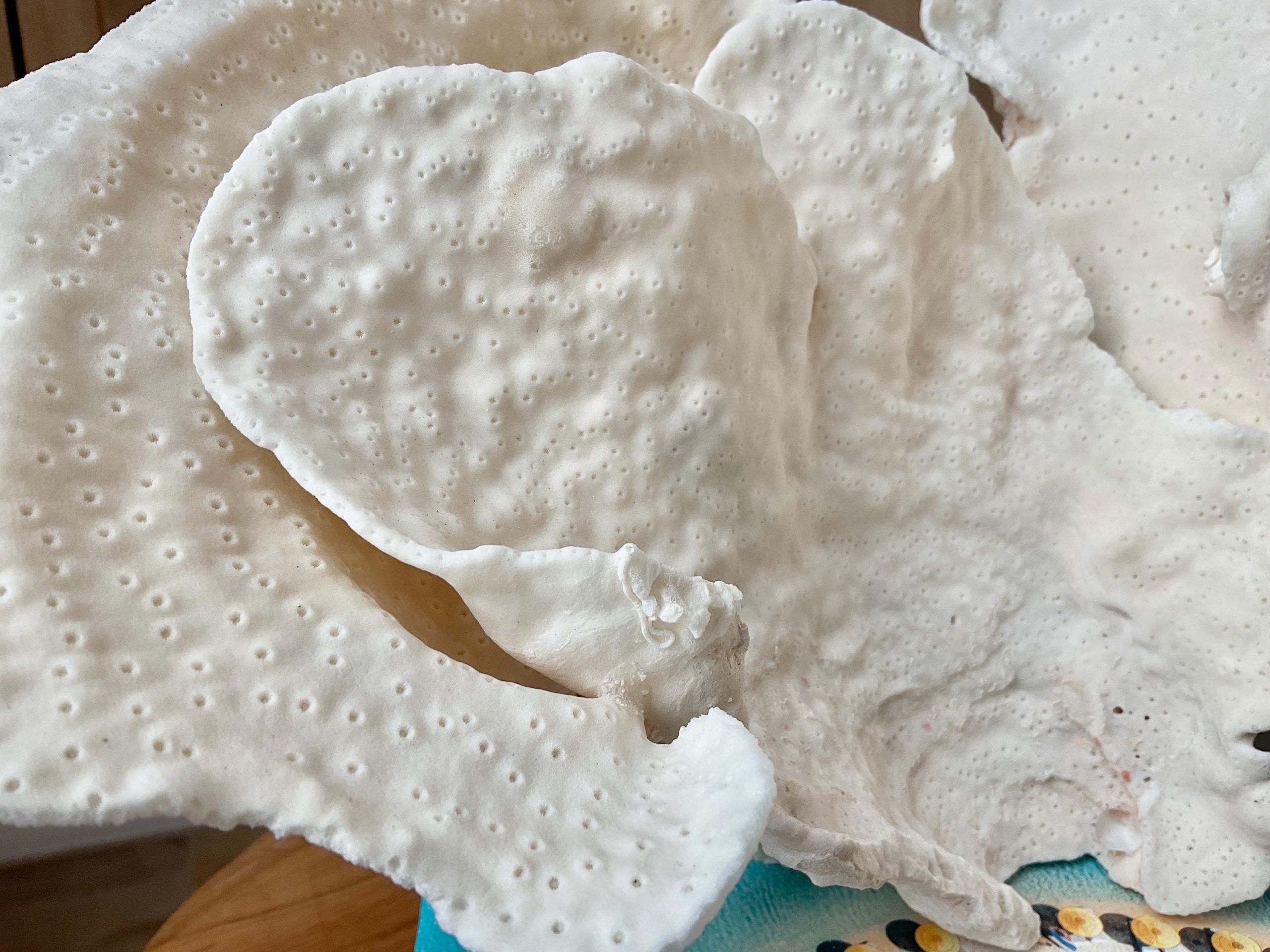 Natural Cup Coral Specimen Fossil: 12x9.5x9" Coastal Décor Table Centerpiece - Image 7