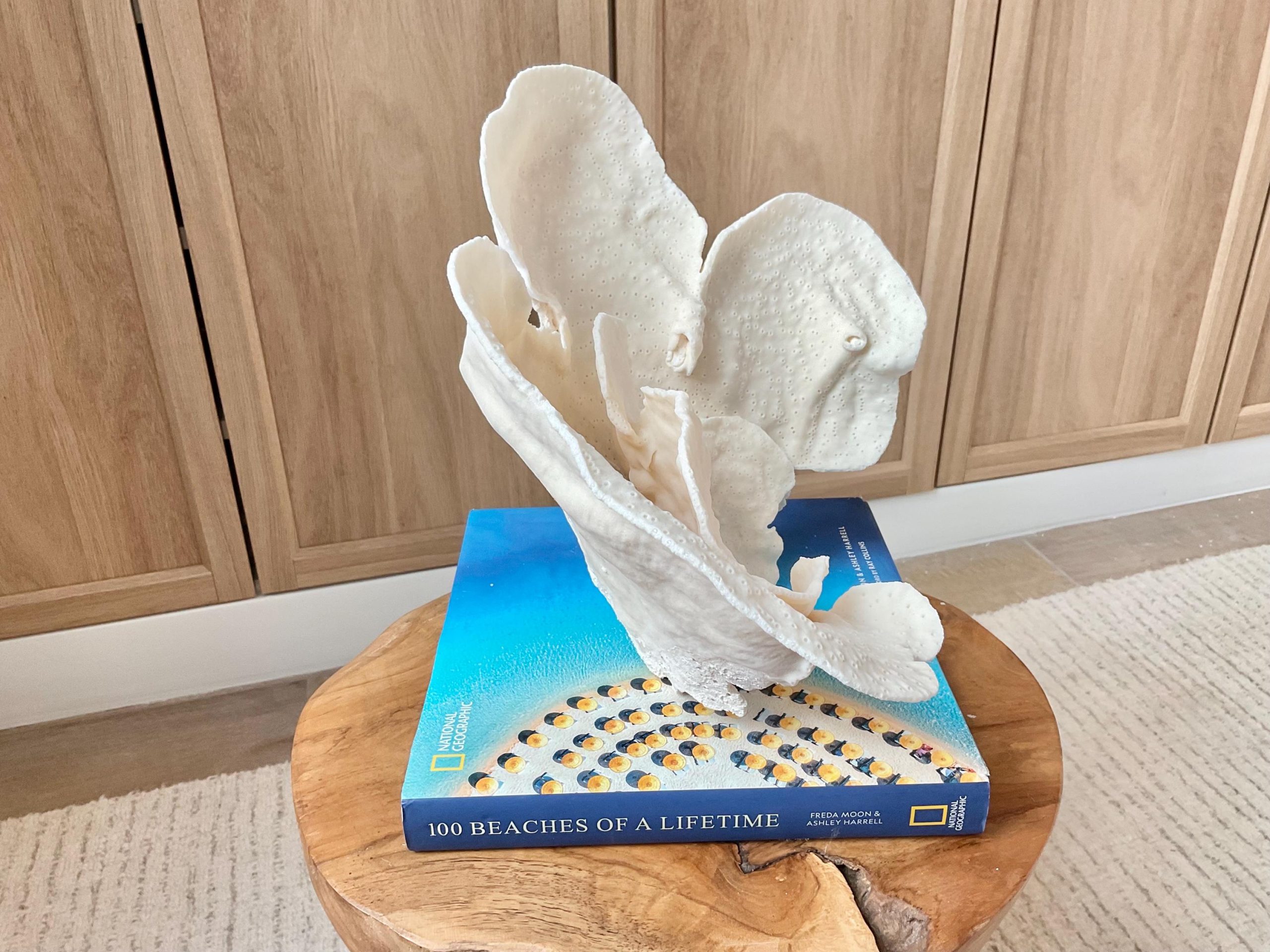 Natural Cup Coral Specimen Fossil: 12x9.5x9" Coastal Décor Table Centerpiece - Image 8