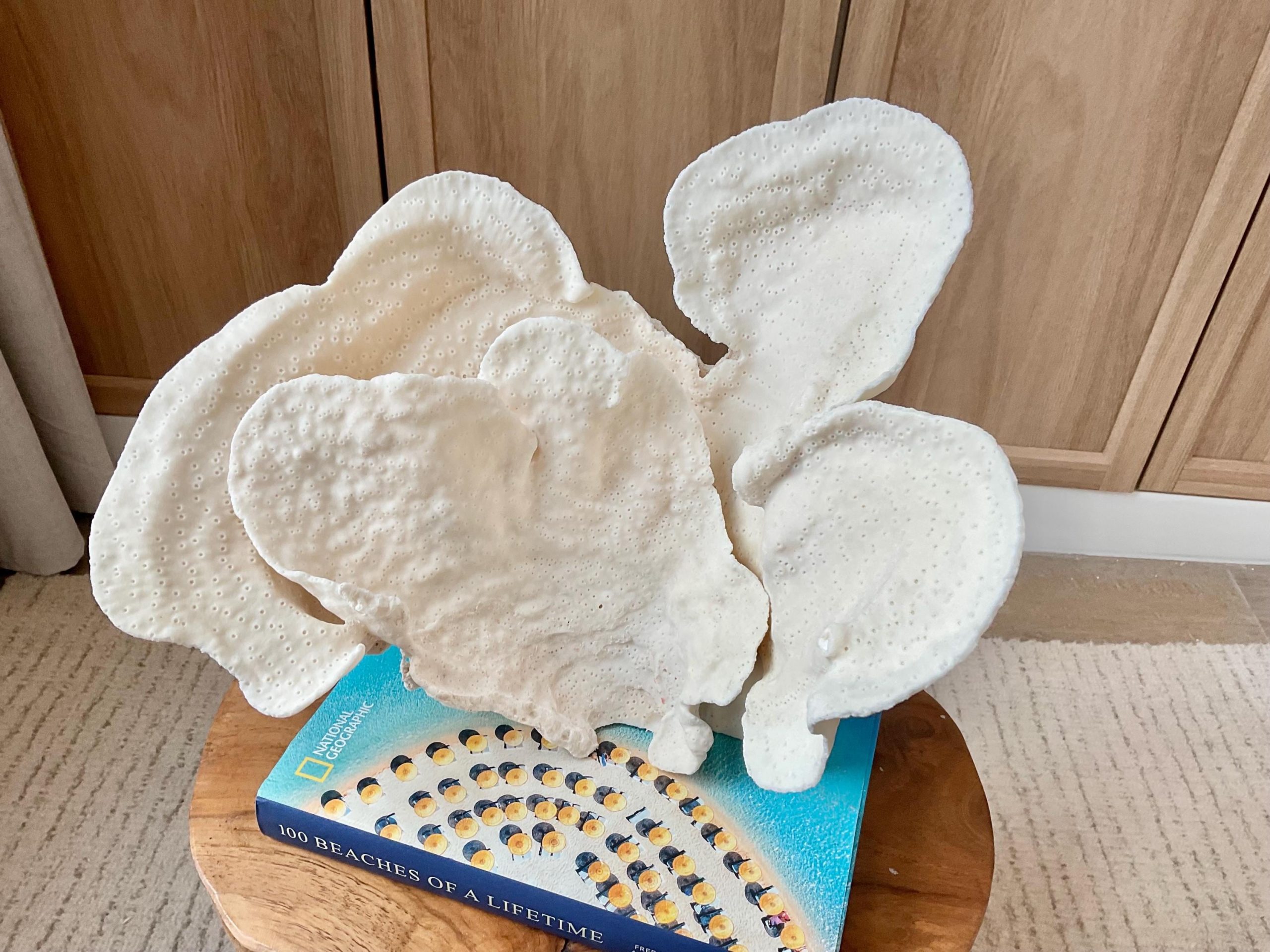 Natural Cup Coral Specimen Fossil: 12x9.5x9" Coastal Décor Table Centerpiece - Image 6