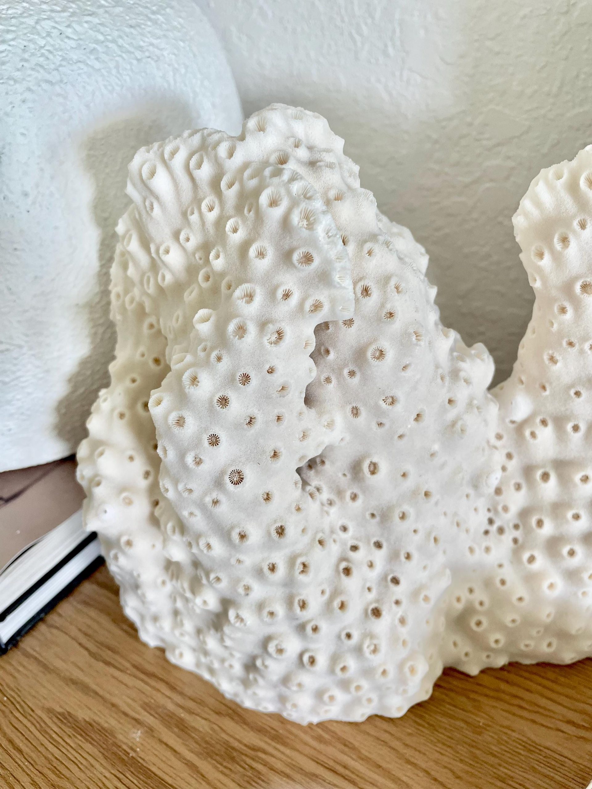 Natural Black Cup Coral Fossil: 13x9x3.5 Coastal Beach Home Décor - Image 4