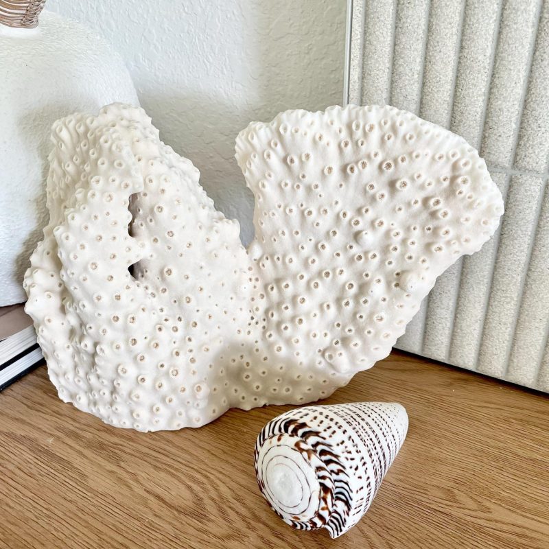 Natural Black Cup Coral Fossil: 13x9x3.5 Coastal Beach Home Décor