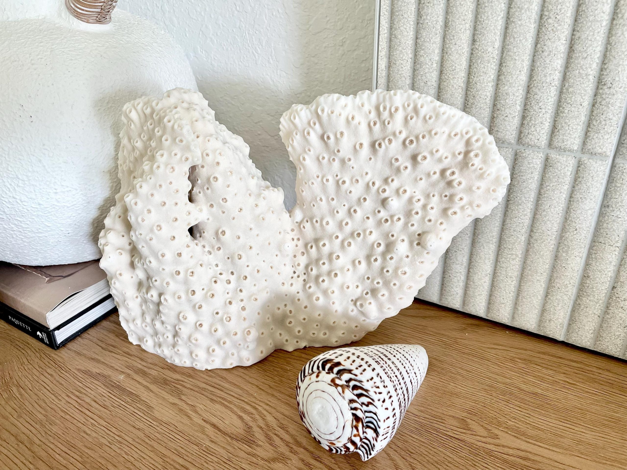 Natural Black Cup Coral Fossil: 13x9x3.5 Coastal Beach Home Décor