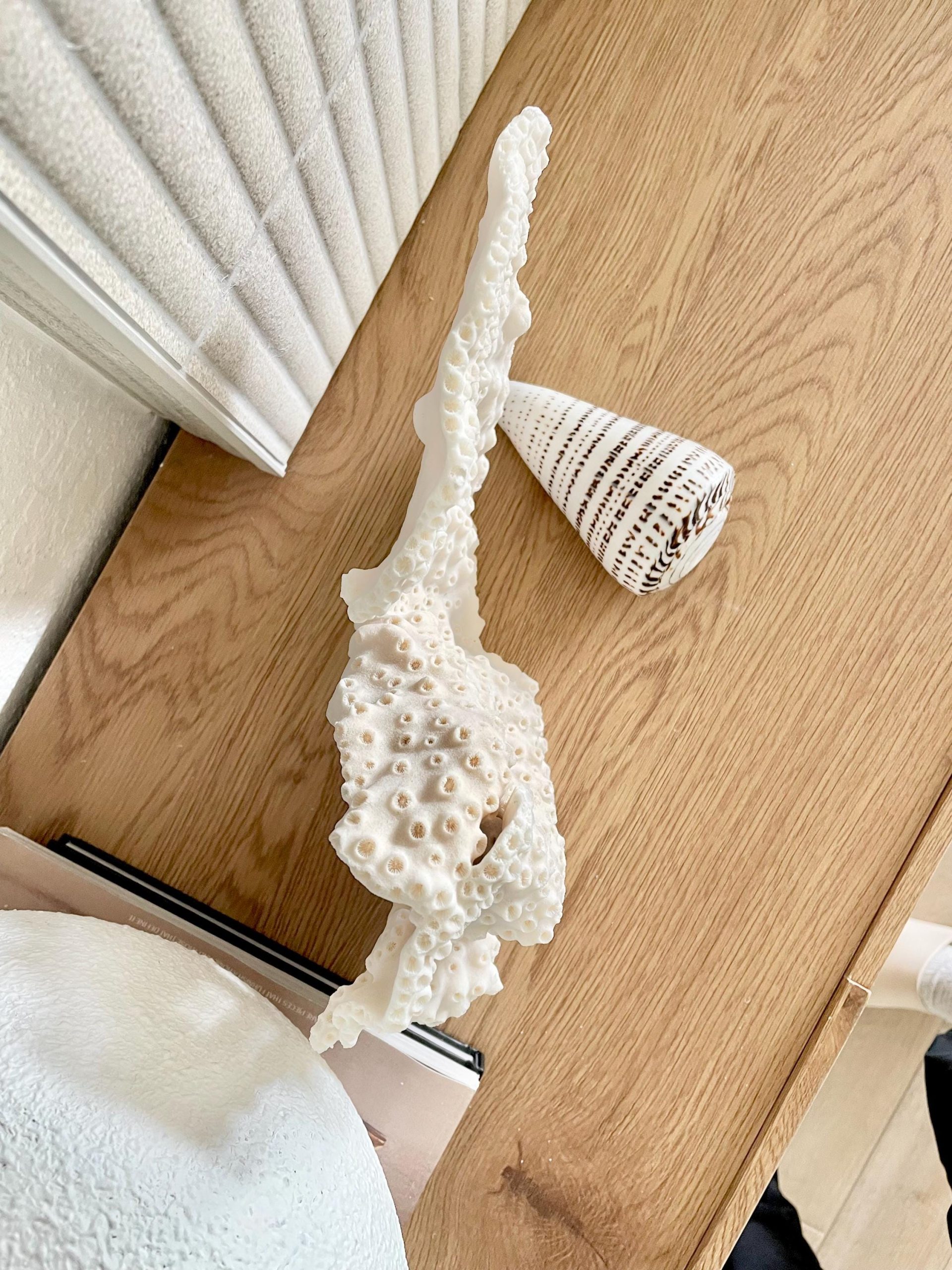 Natural Black Cup Coral Fossil: 13x9x3.5 Coastal Beach Home Décor - Image 5