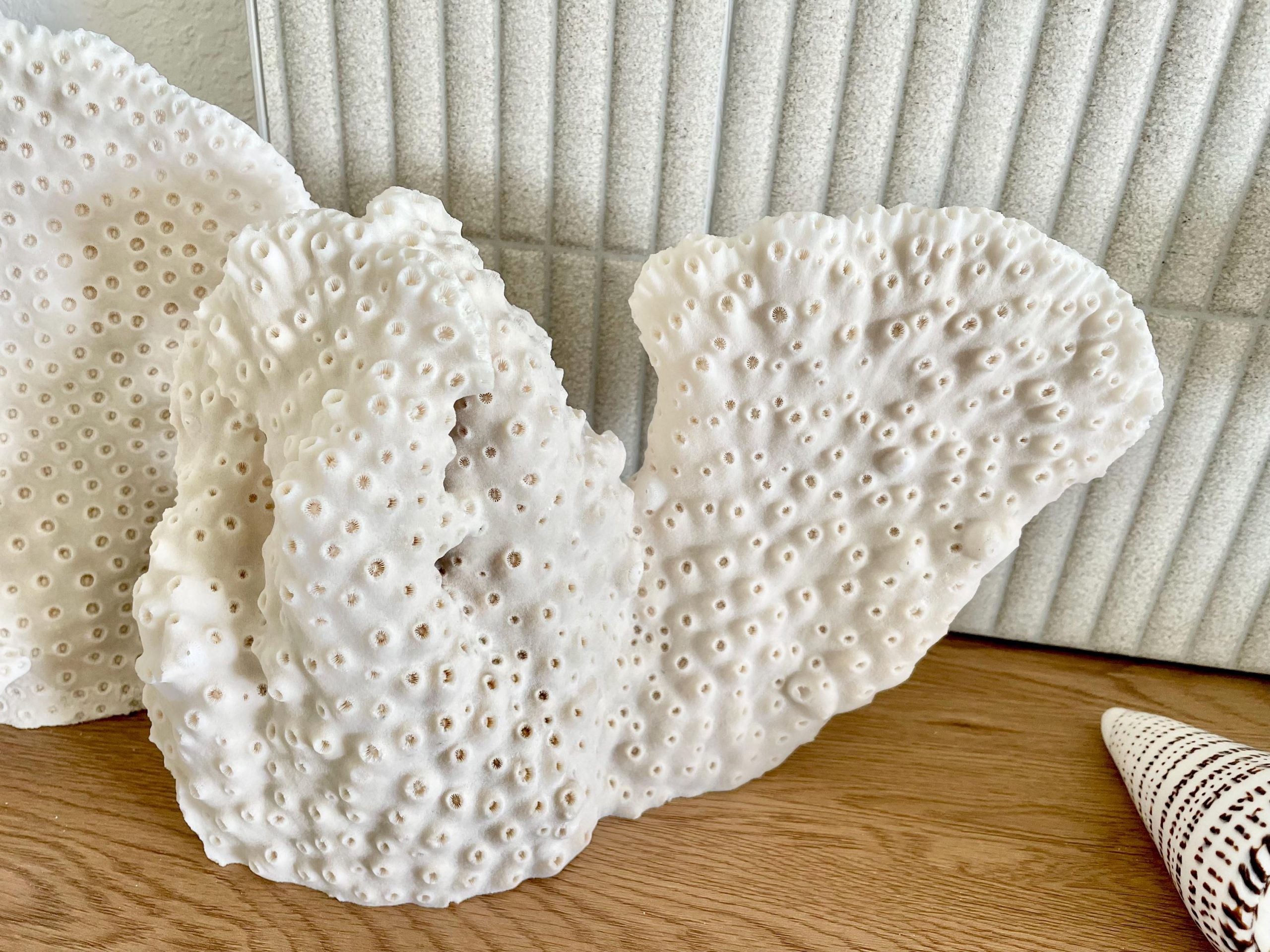 Natural Black Cup Coral Fossil: 13x9x3.5 Coastal Beach Home Décor - Image 6