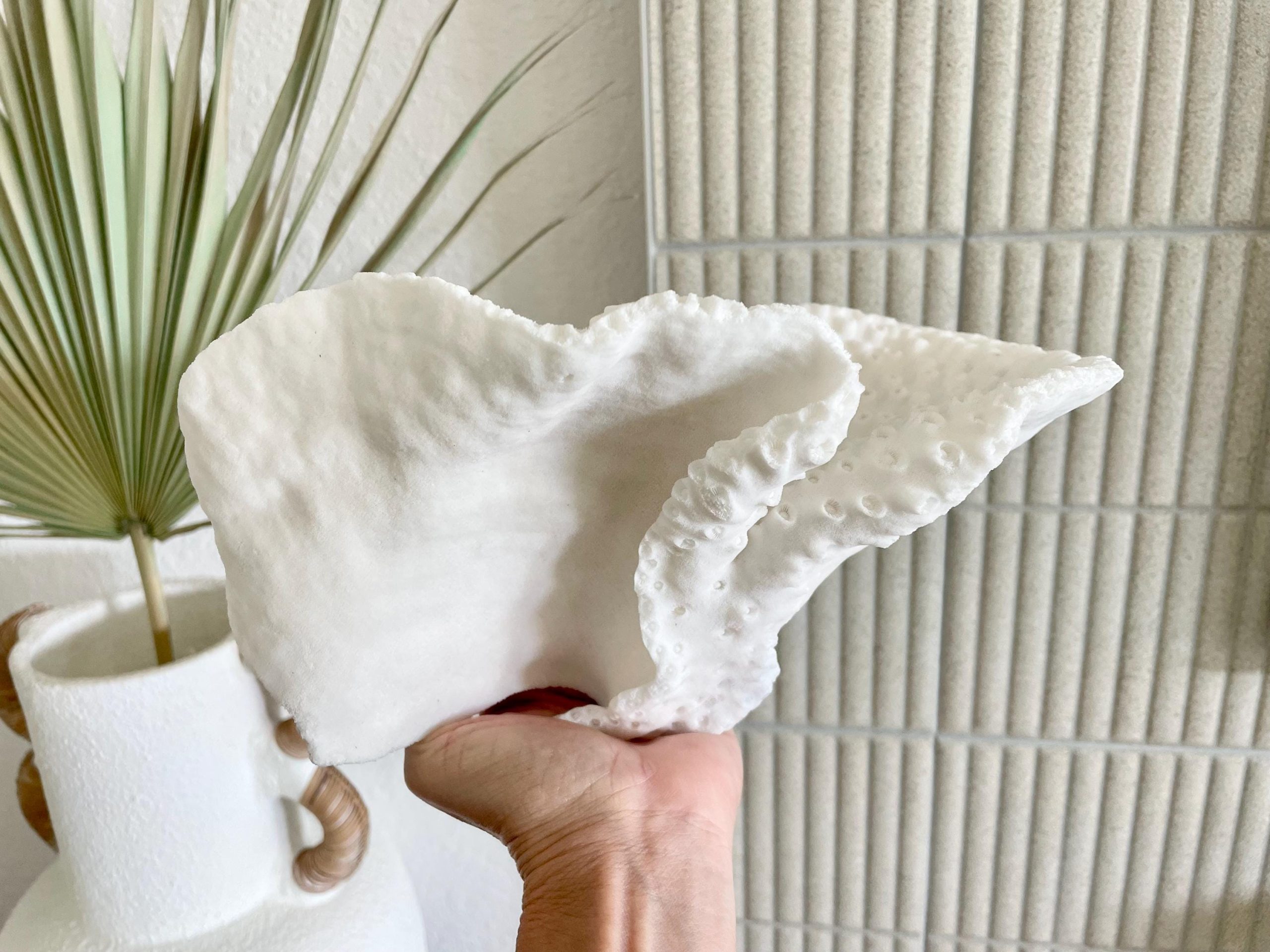 Natural Black Cup Coral Fossil: 11"x6"x6" Coastal Beach Home Decor - Image 10