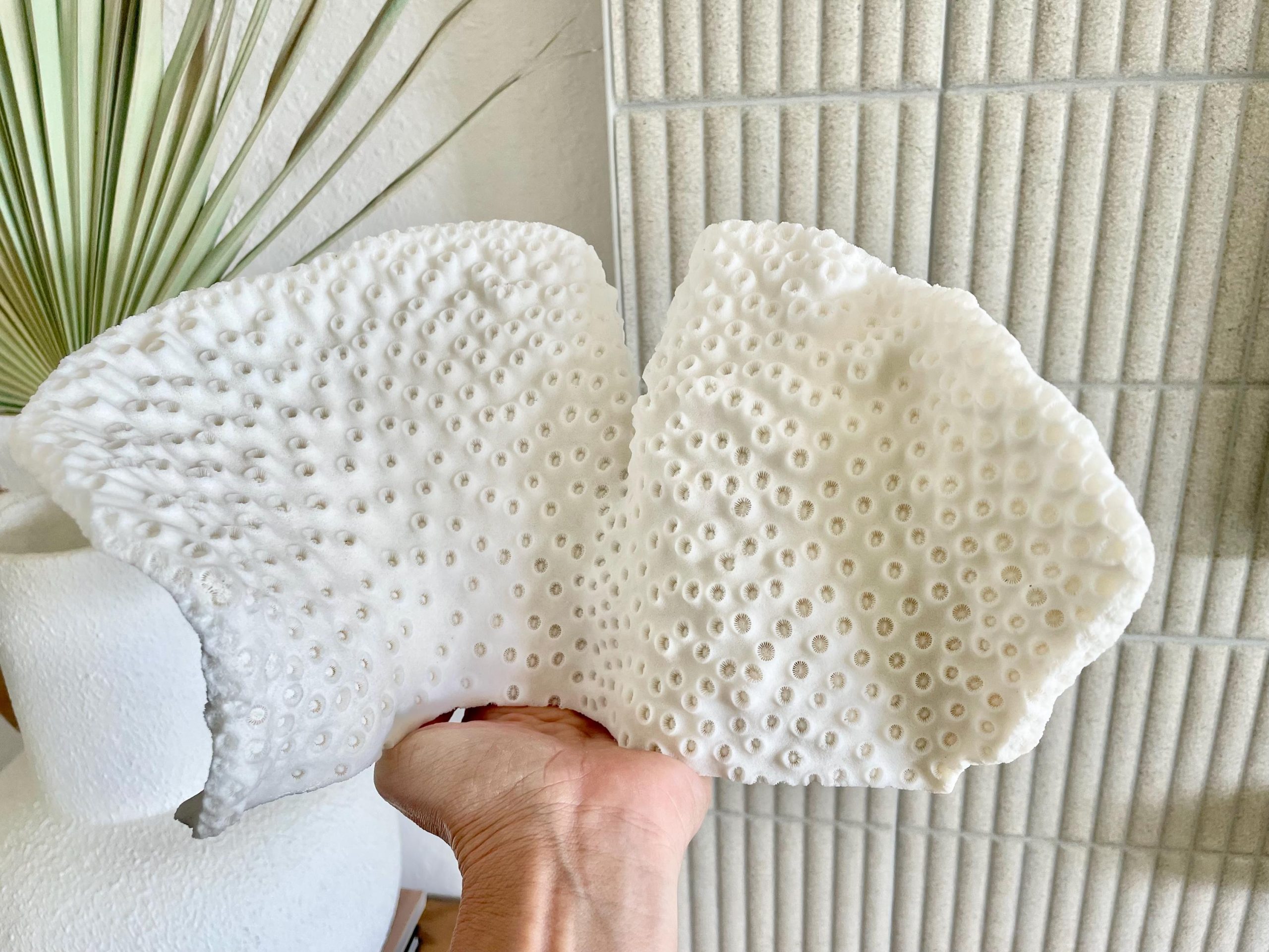 Natural Black Cup Coral Fossil: 11"x6"x6" Coastal Beach Home Decor - Image 2