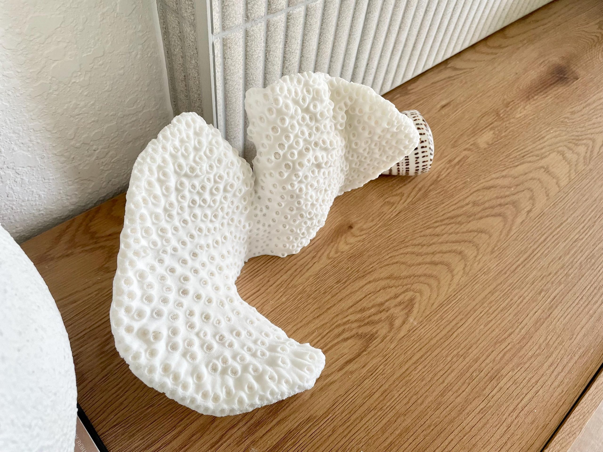 Natural Black Cup Coral Fossil: 11"x6"x6" Coastal Beach Home Decor - Image 5