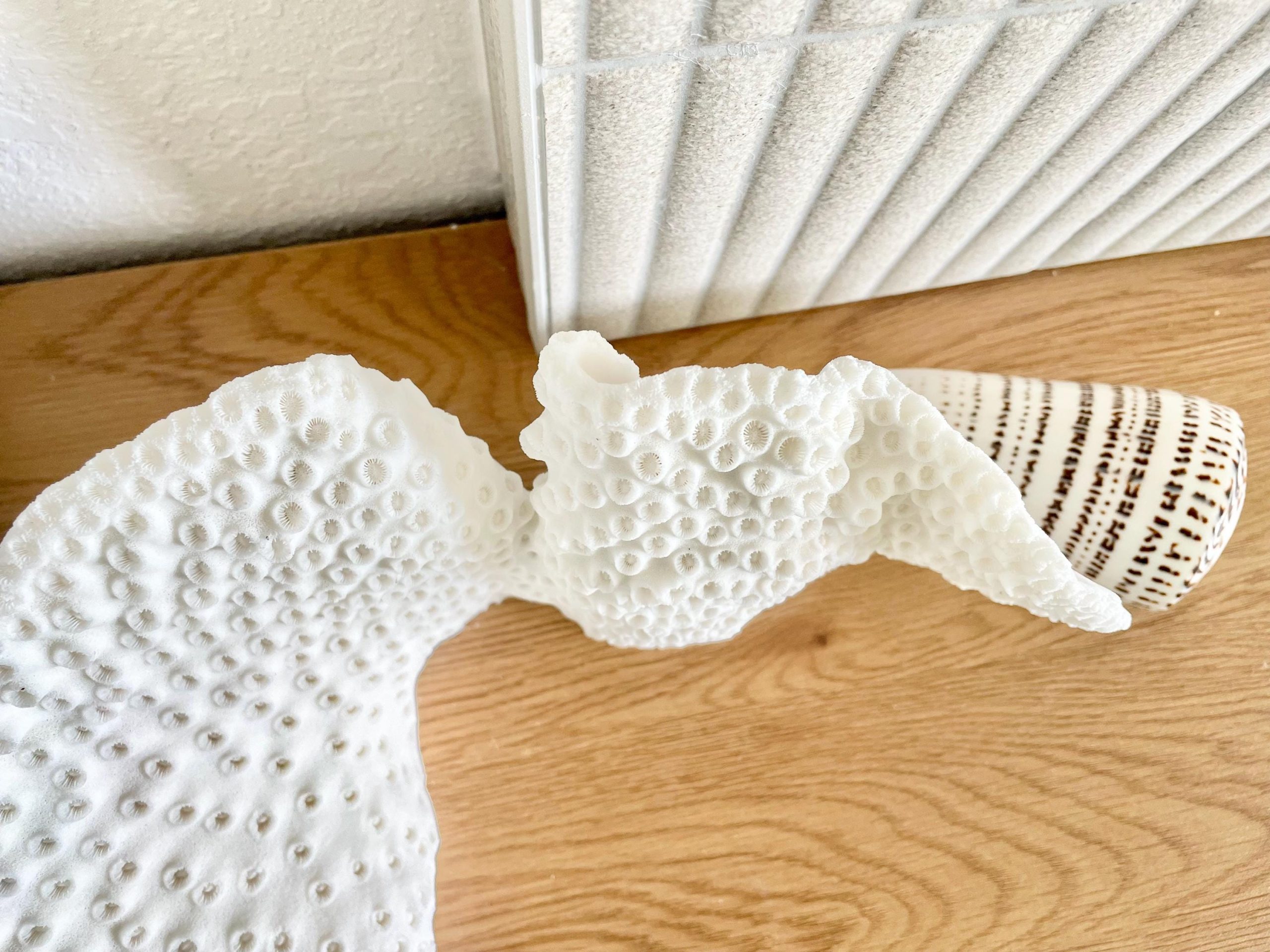 Natural Black Cup Coral Fossil: 11"x6"x6" Coastal Beach Home Decor - Image 13