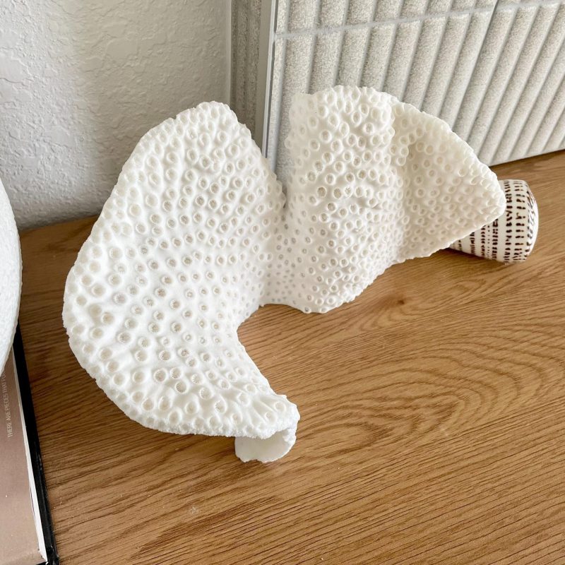 Natural Black Cup Coral Fossil: 11"x6"x6" Coastal Beach Home Decor