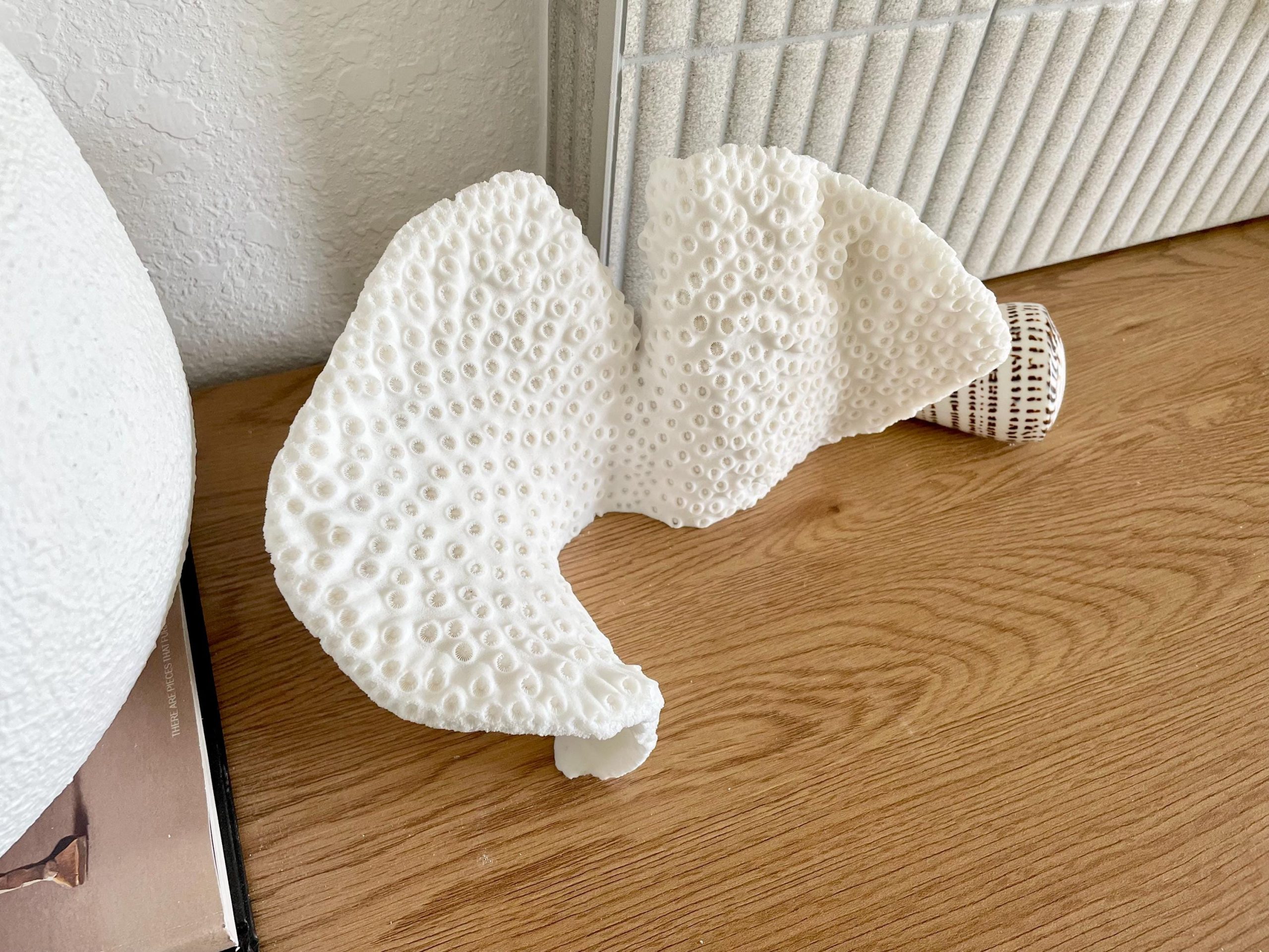 Natural Black Cup Coral Fossil: 11"x6"x6" Coastal Beach Home Decor