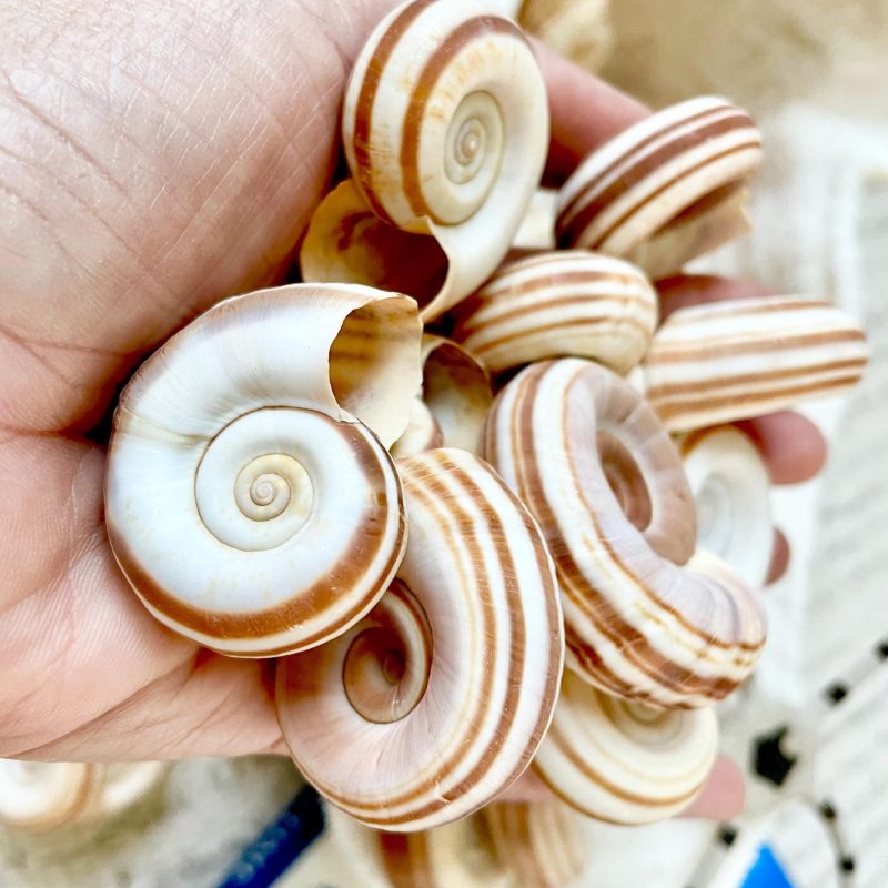 RAMS HORN SNAIL Shells 1.5-2" White Brown Stripes Small Craft Jewelry Pendent Seashells