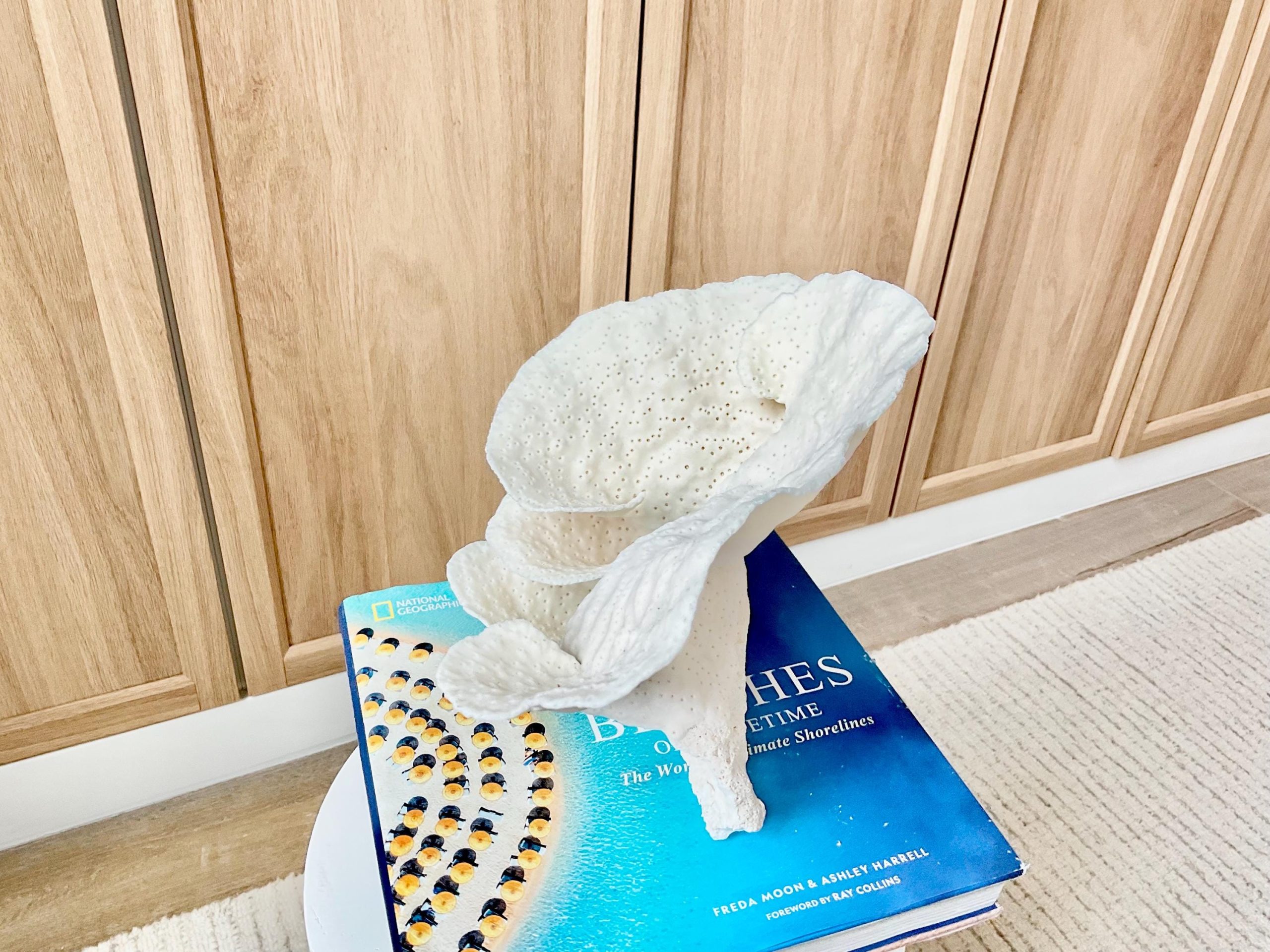 Natural Cup Coral Fossil Specimen: 9" x 8"x 7" White Beach House Coastal Décor - Image 7