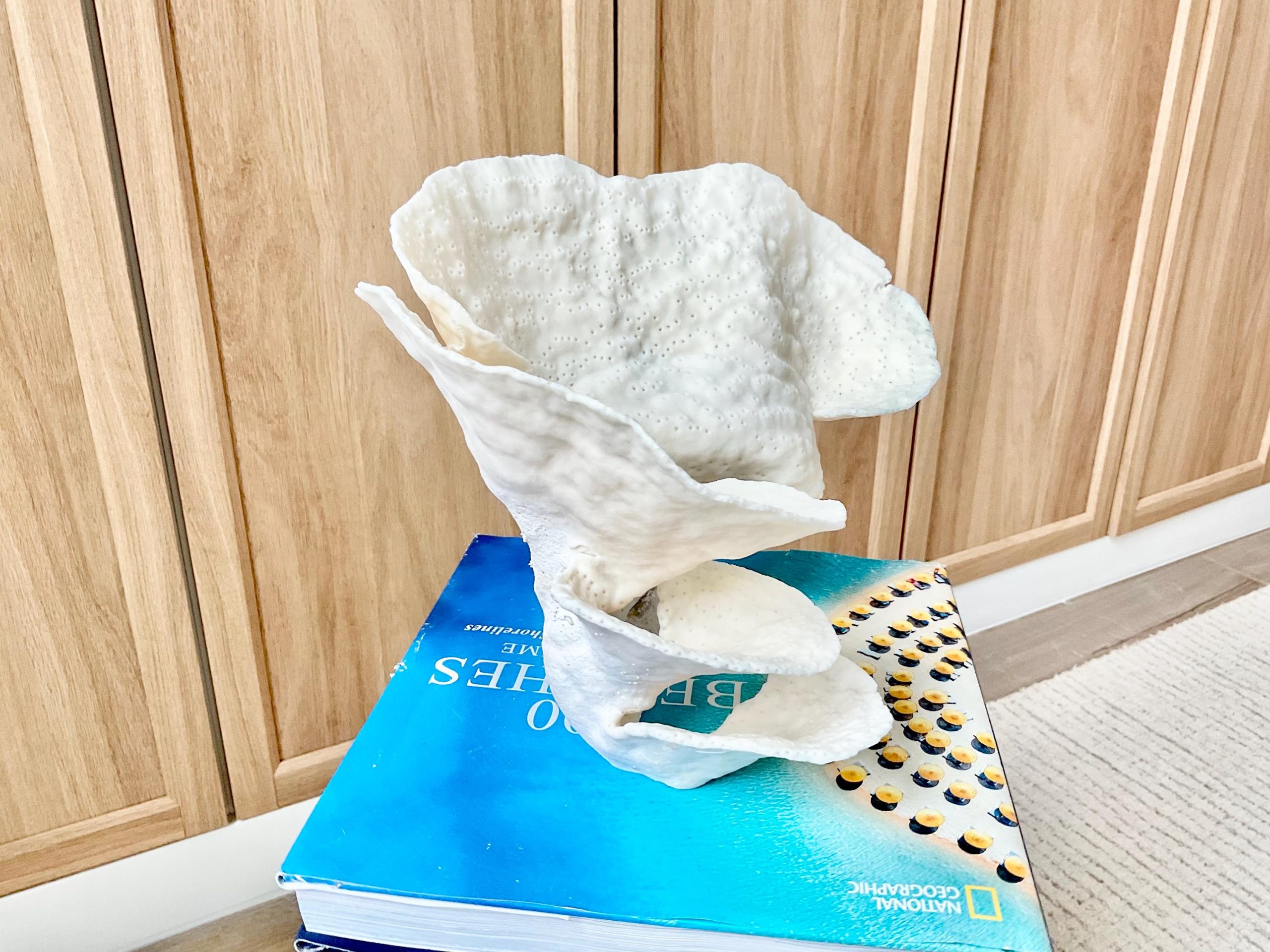 Natural Cup Coral Fossil Specimen: 9" x 8"x 7" White Beach House Coastal Décor - Image 5