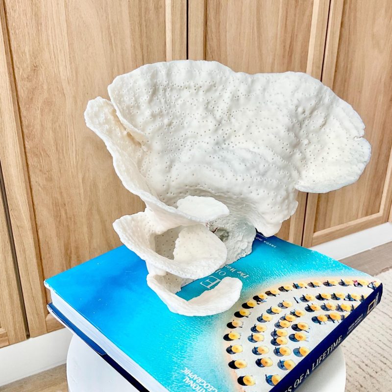 Natural Cup Coral Fossil Specimen: 9" x 8"x 7" White Beach House Coastal Décor