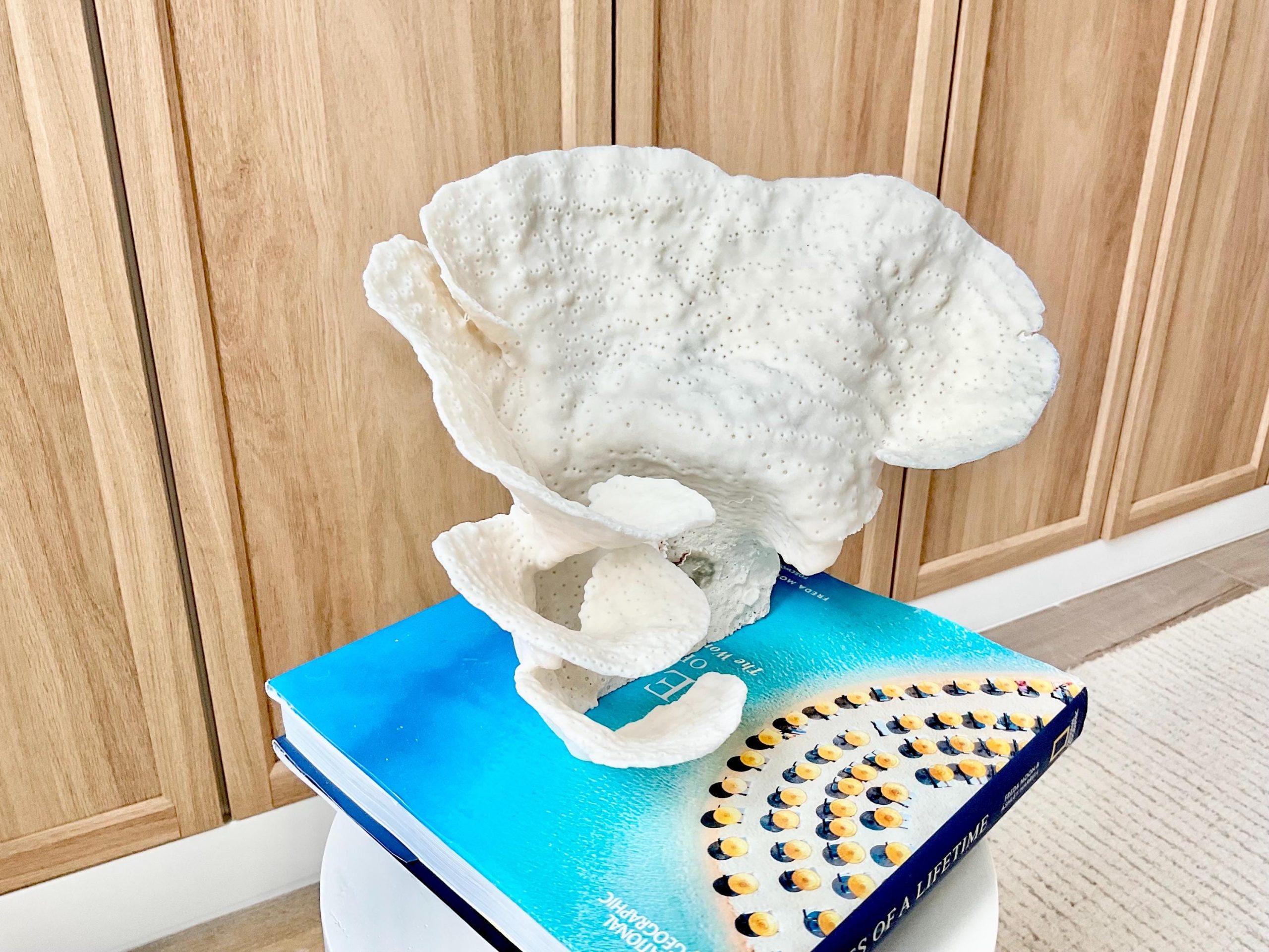 Natural Cup Coral Fossil Specimen: 9" x 8"x 7" White Beach House Coastal Décor