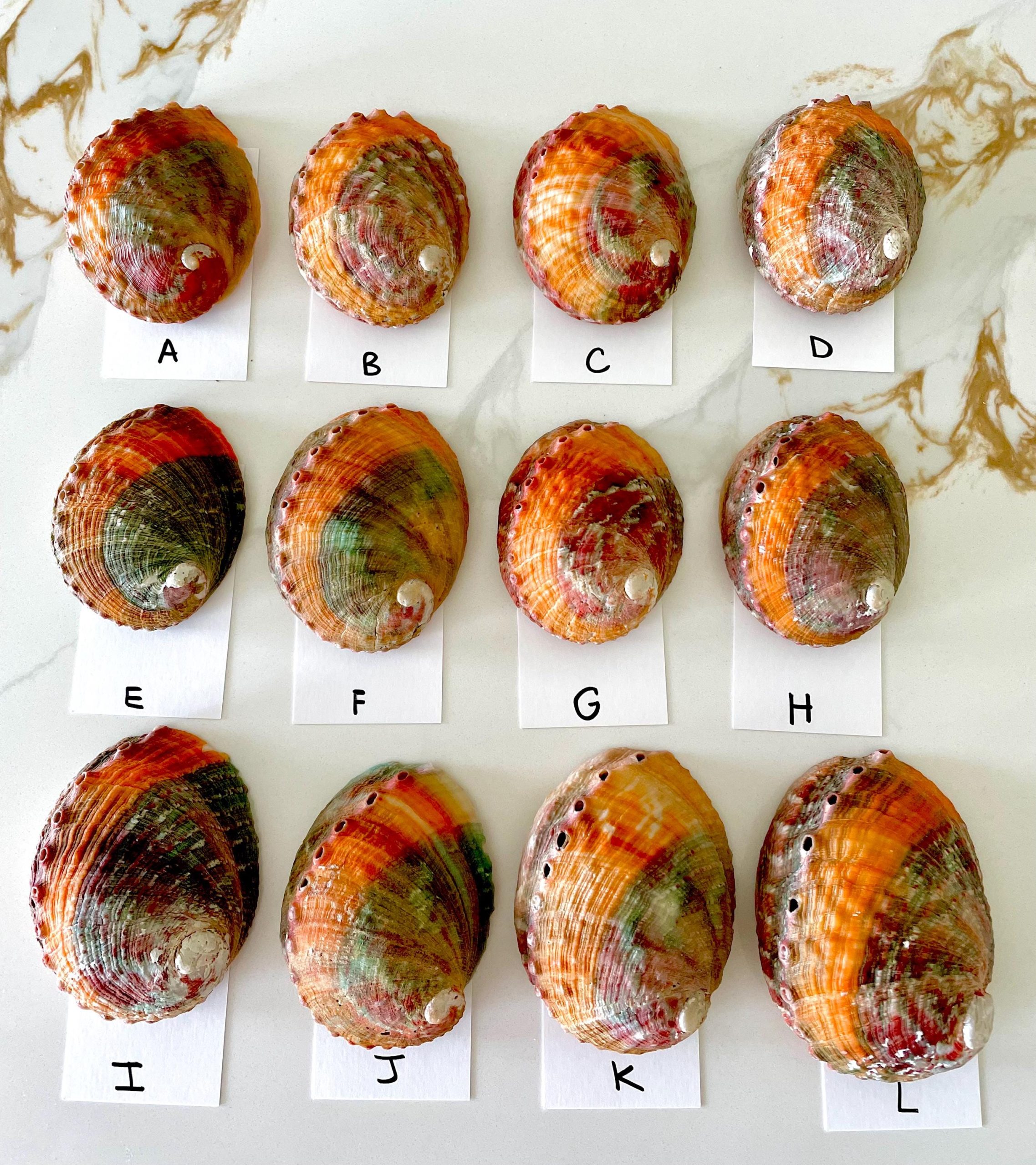 BANDED CHINO ABALONE Shells 3-3.5" Green Red Orange Striped Coastal Décor - Image 5