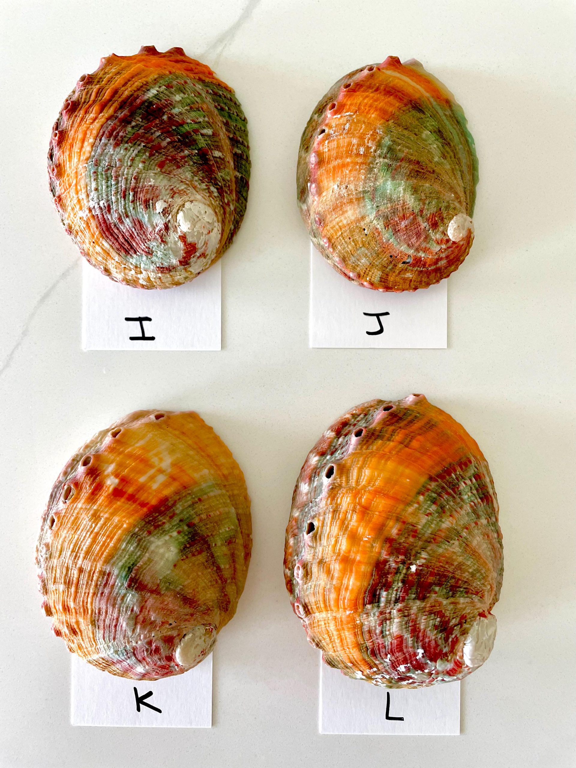 BANDED CHINO ABALONE Shells 3-3.5" Green Red Orange Striped Coastal Décor - Image 8