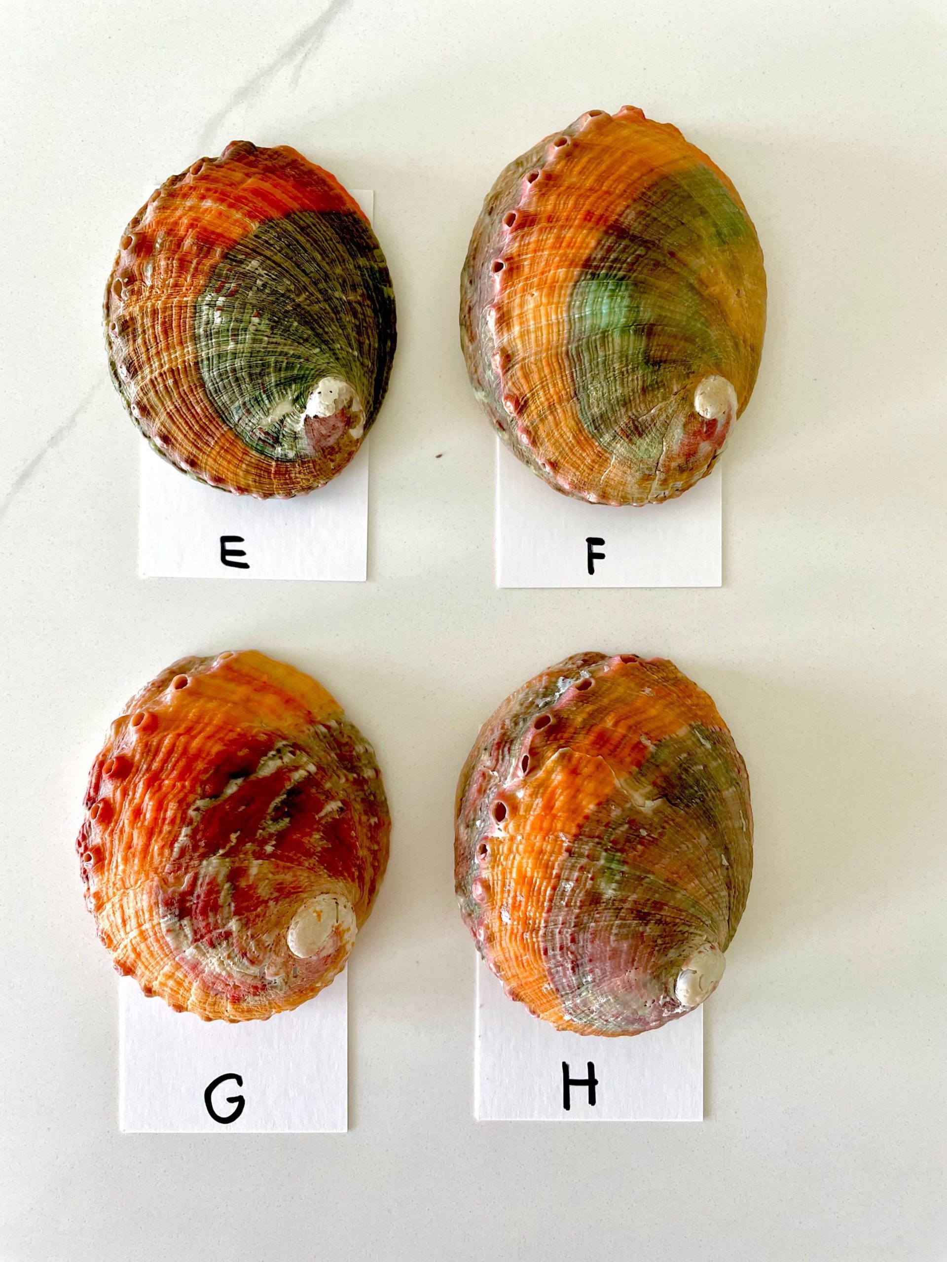 BANDED CHINO ABALONE Shells 3-3.5" Green Red Orange Striped Coastal Décor - Image 7