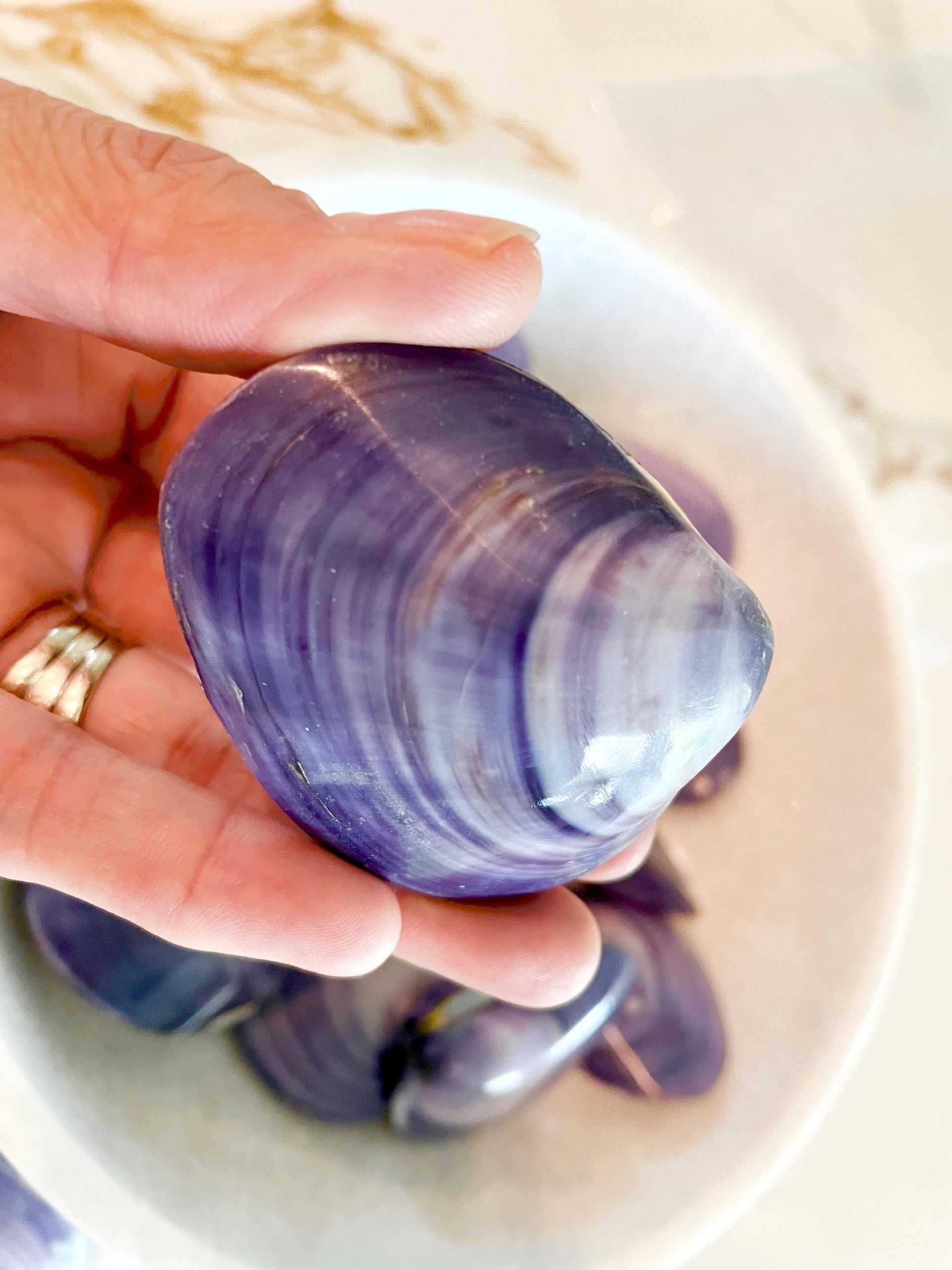 POLISHED PURPLE CLAMS *Set of 3* 2-3" Paired Shells Natural Craft Seashells - Image 3