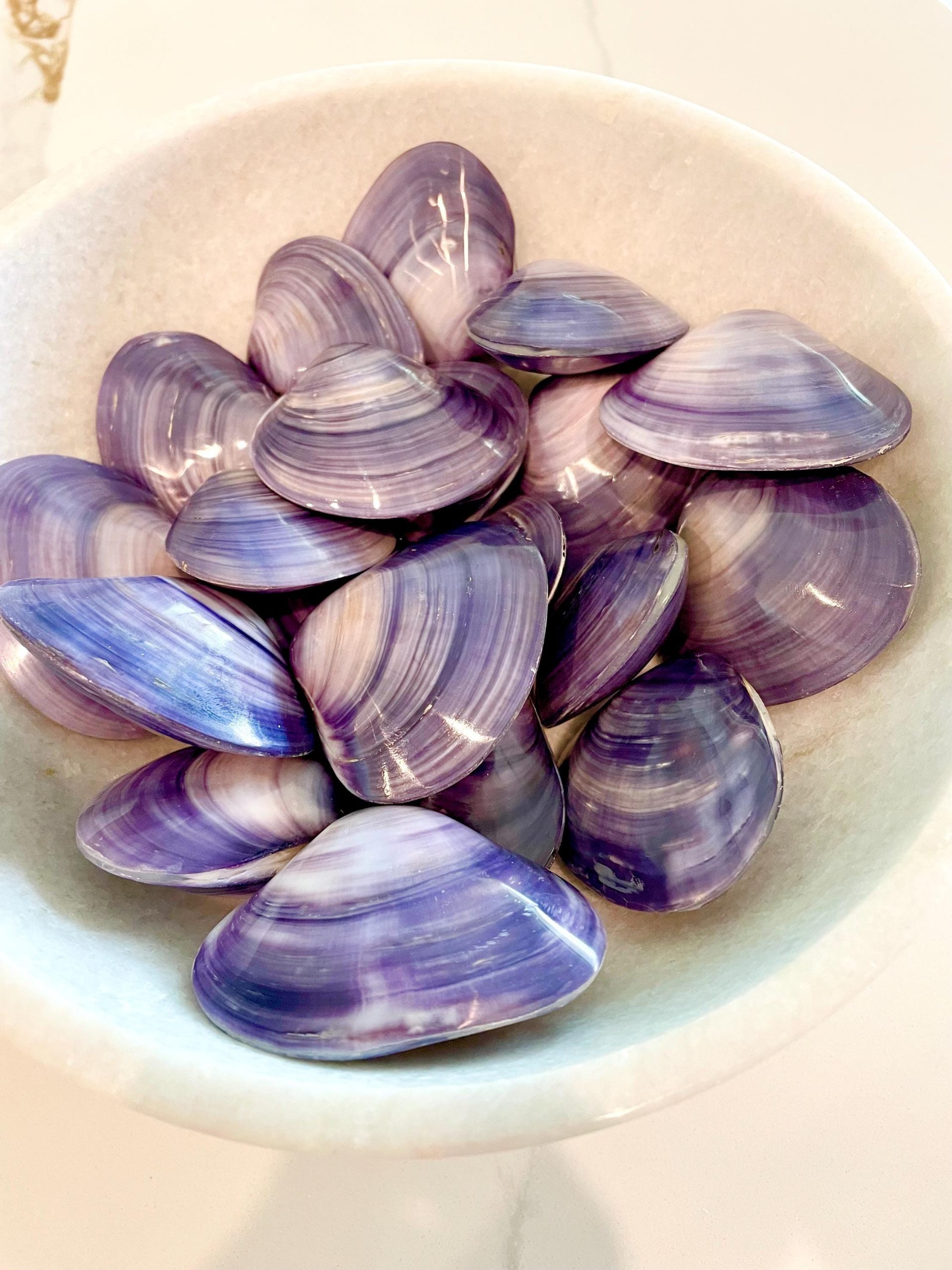 POLISHED PURPLE CLAMS *Set of 3* 2-3" Paired Shells Natural Craft Seashells - Image 5