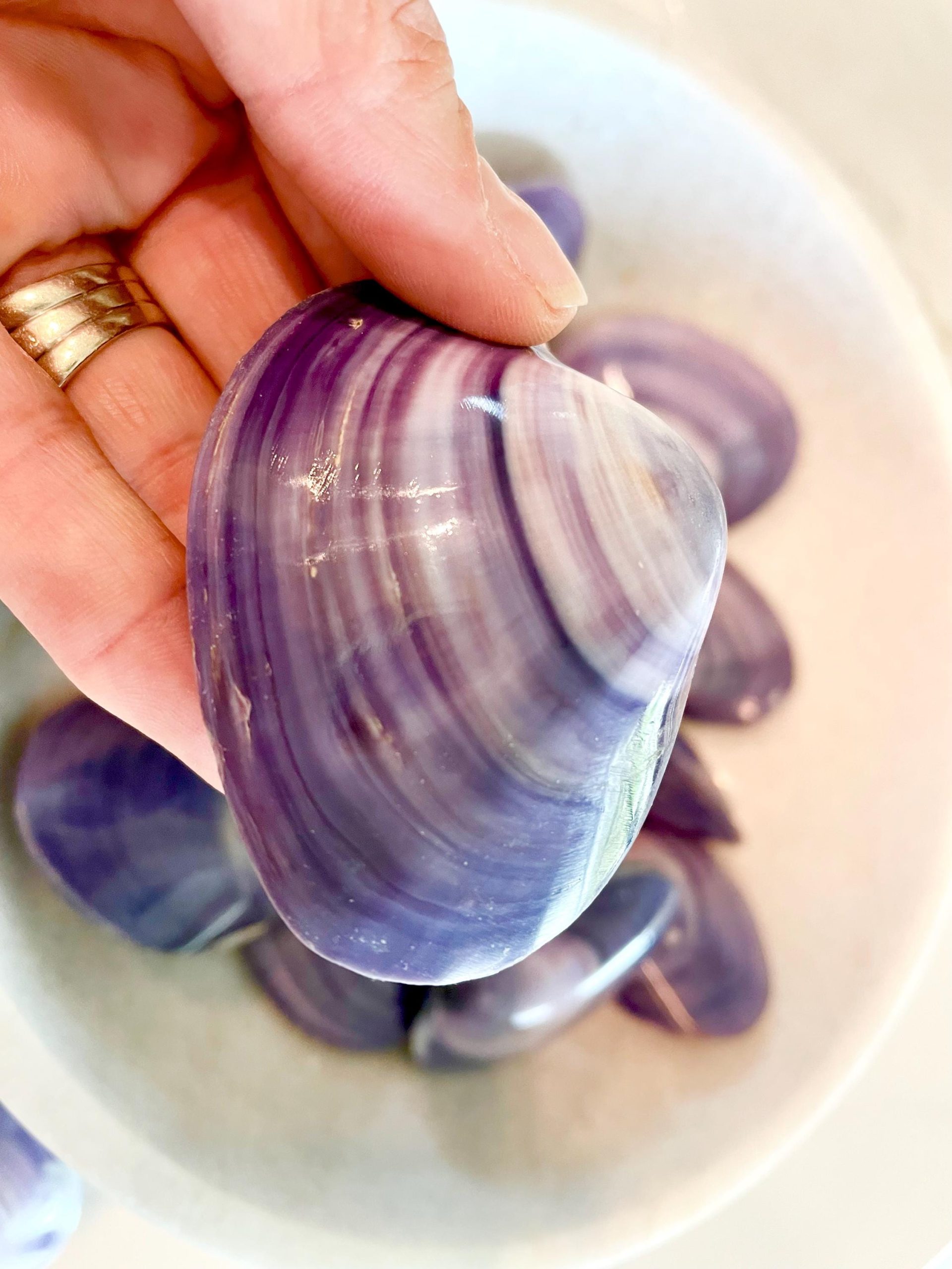 POLISHED PURPLE CLAMS *Set of 3* 2-3" Paired Shells Natural Craft Seashells - Image 15