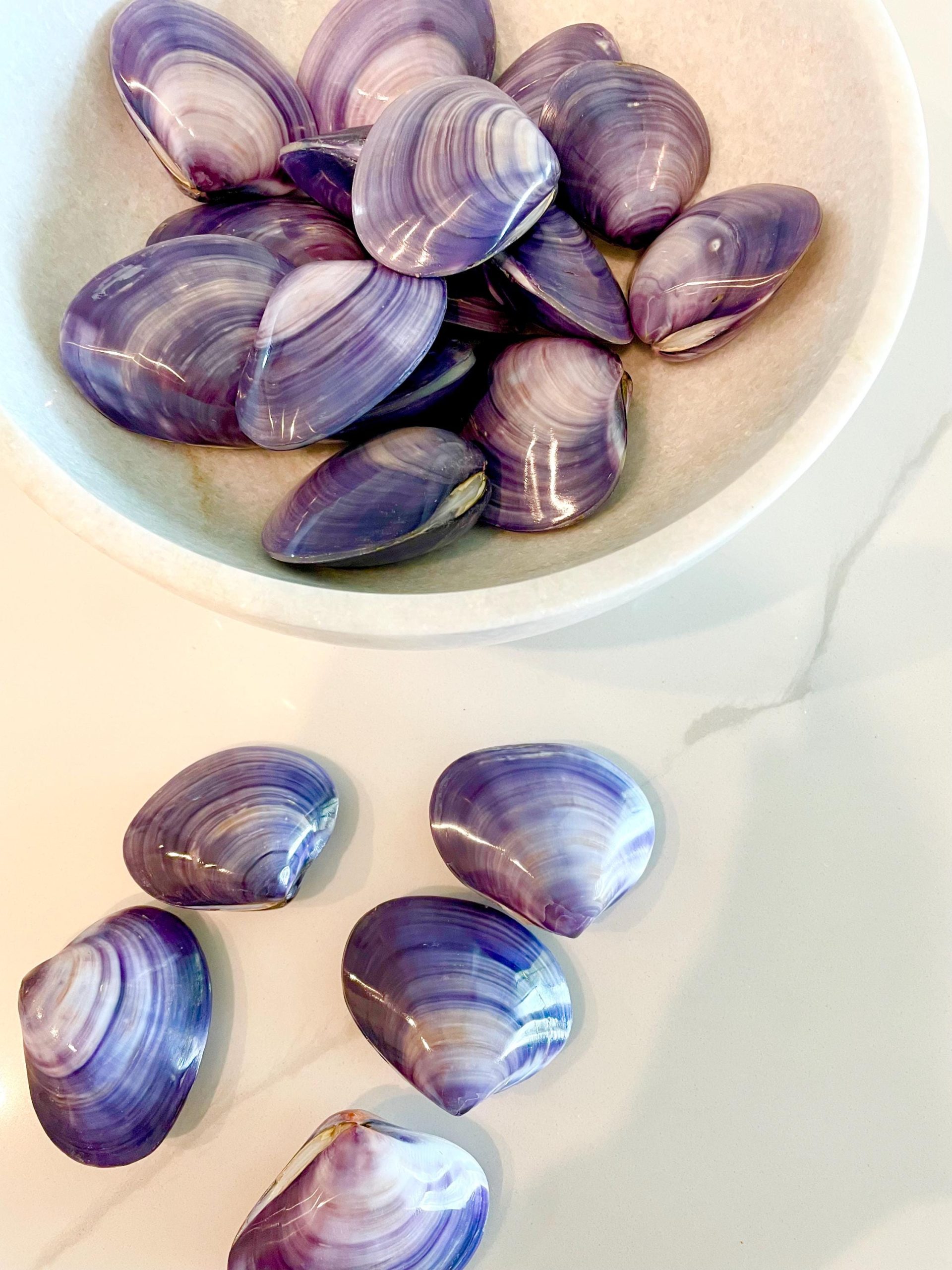 POLISHED PURPLE CLAMS *Set of 3* 2-3" Paired Shells Natural Craft Seashells - Image 11
