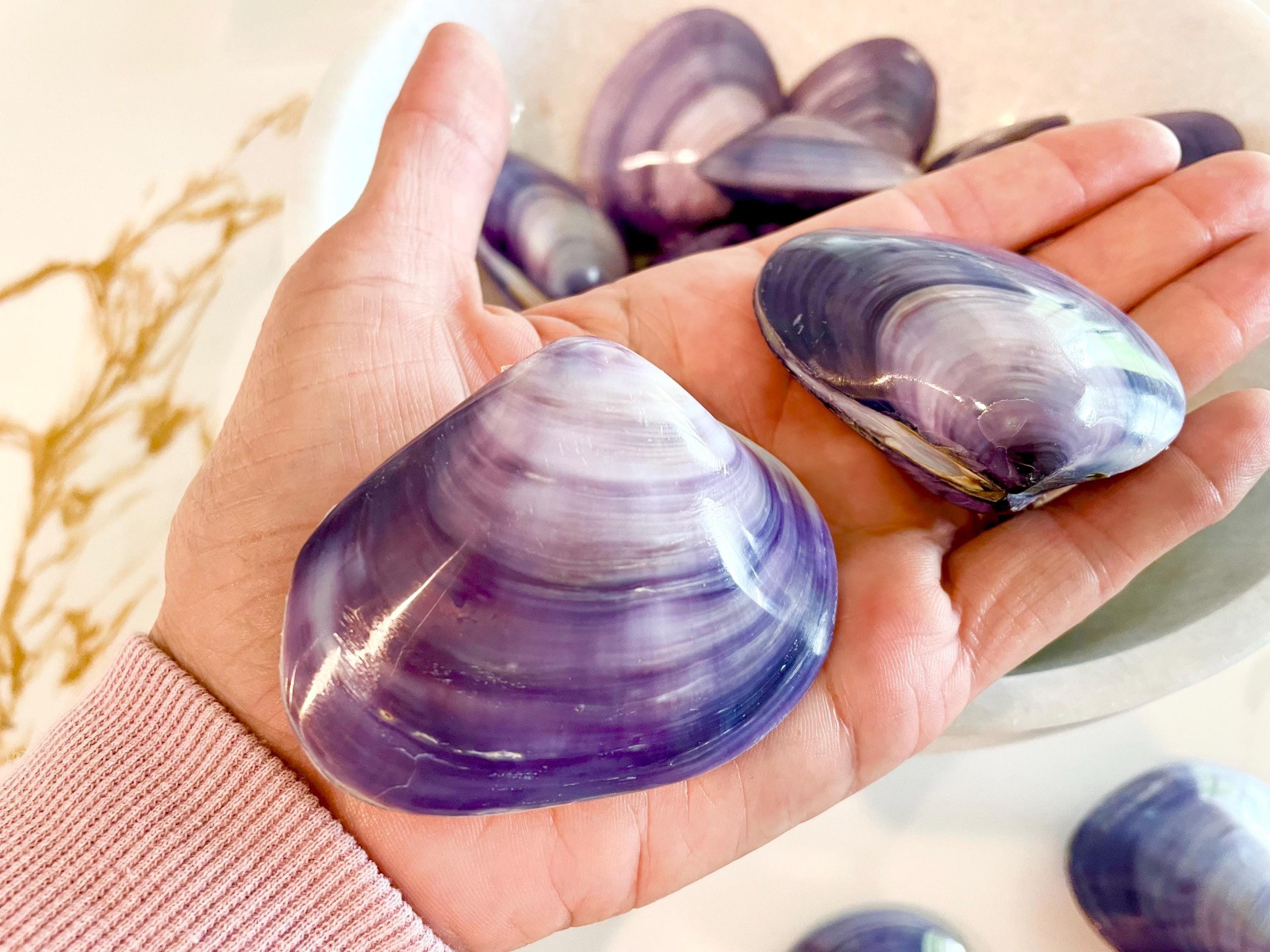 POLISHED PURPLE CLAMS *Set of 3* 2-3" Paired Shells Natural Craft Seashells - Image 2
