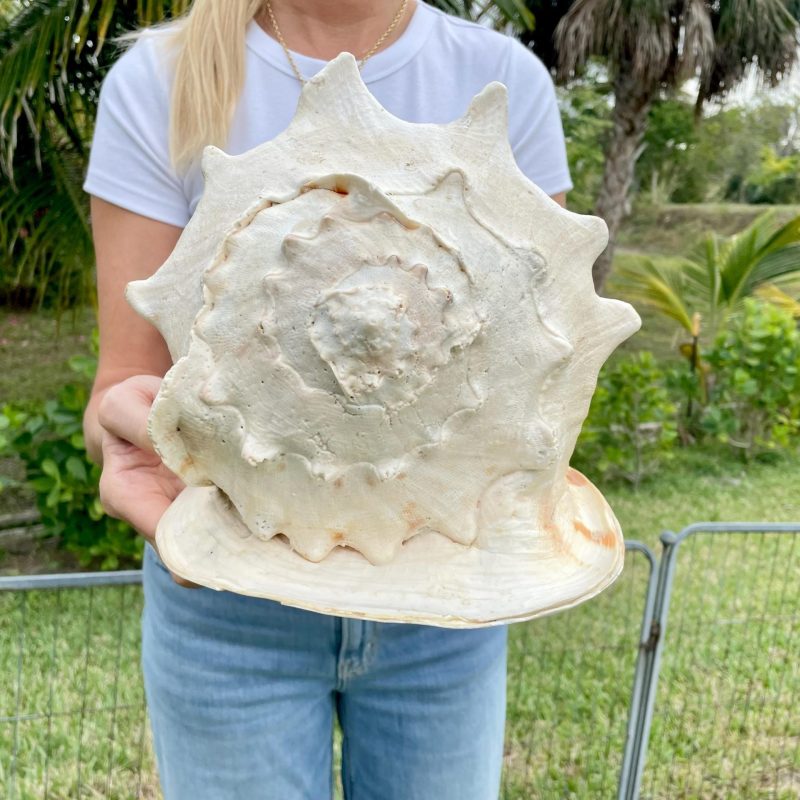 YELLOW HORNED HELMET Shell *All Sizes* Orange Polished Glossy Interior Display Seashell