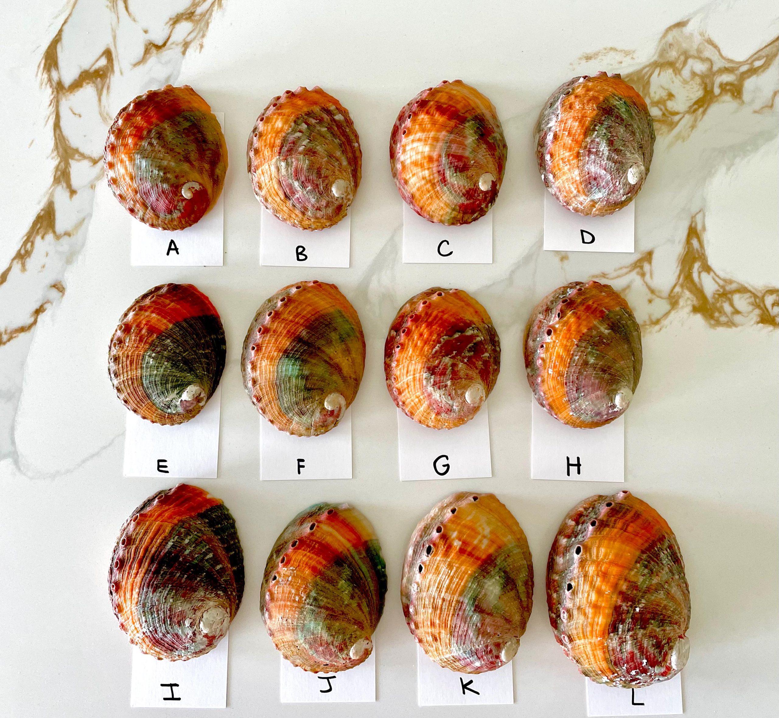 BANDED CHINO ABALONE Shells 3-3.5" Green Red Orange Striped Coastal Décor - Image 4