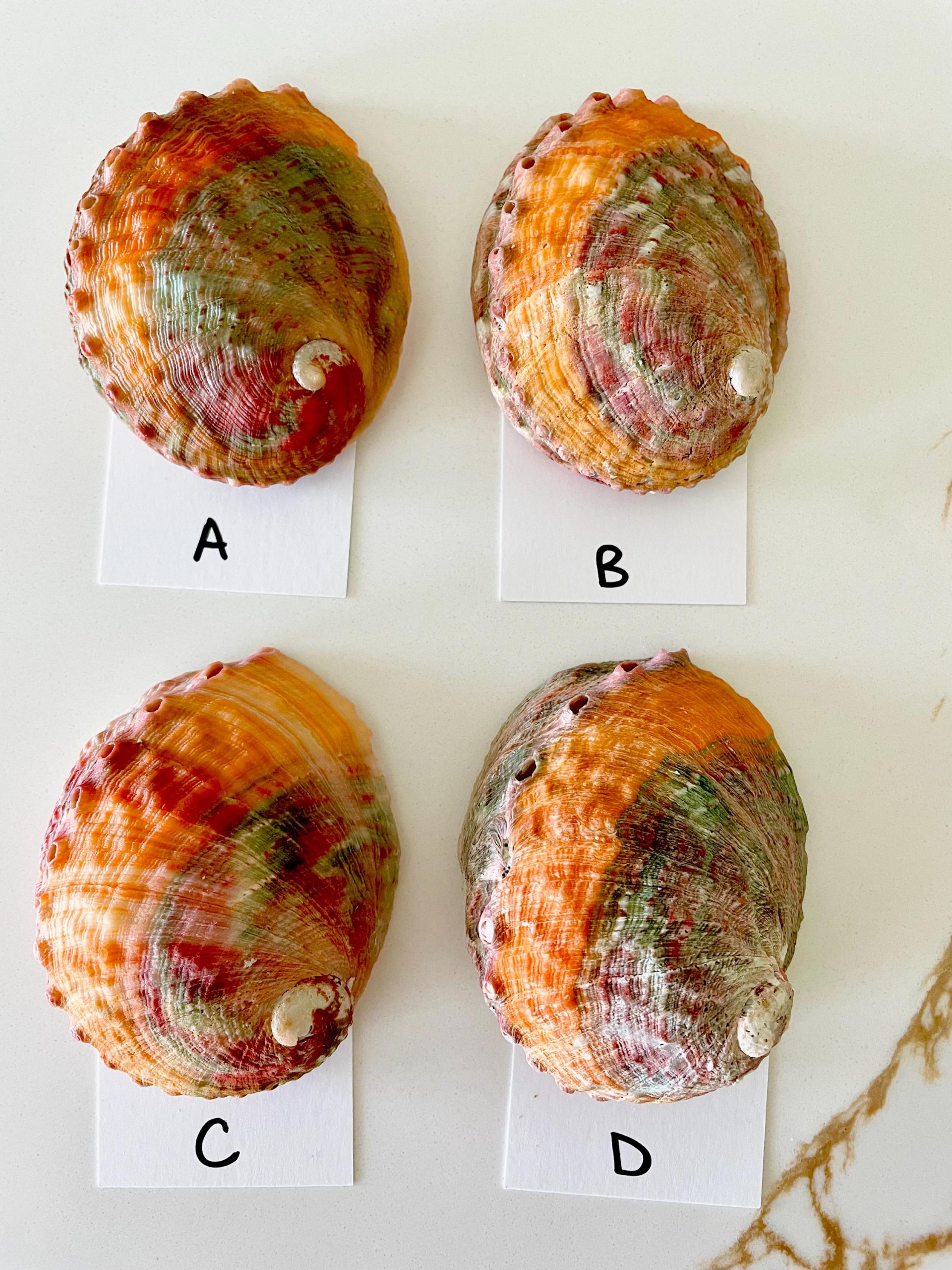 BANDED CHINO ABALONE Shells 3-3.5" Green Red Orange Striped Coastal Décor - Image 6