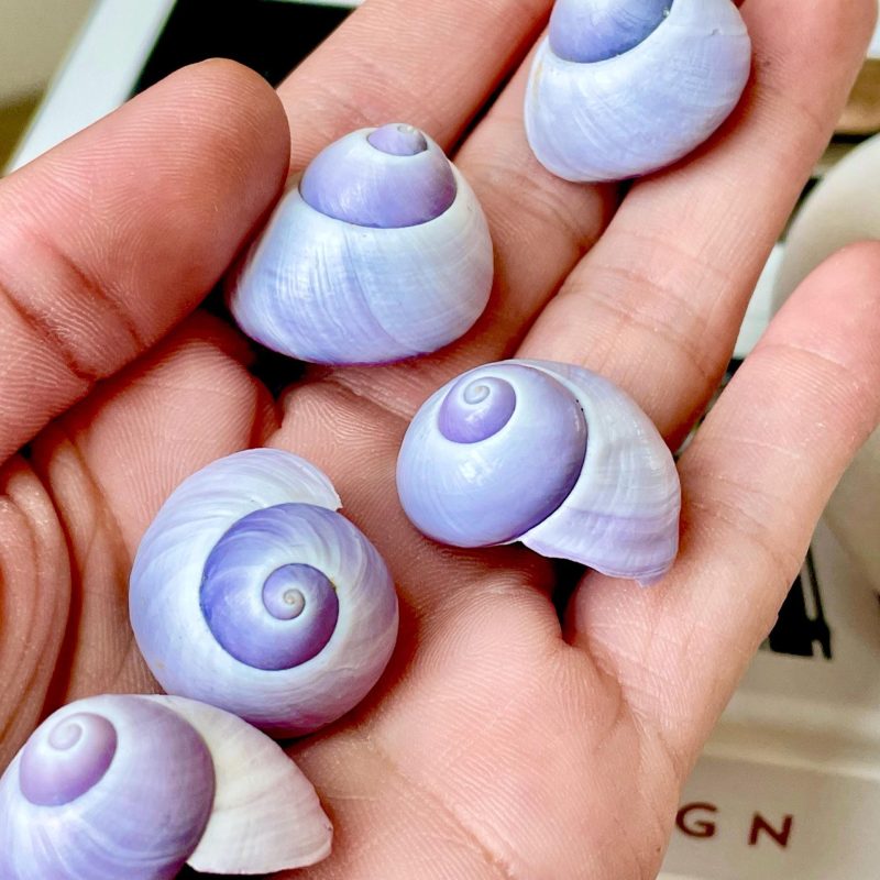 Purple Violet Sea Snail Shells 20-25mm (1") Craft Display Seashells, 1 shell per order