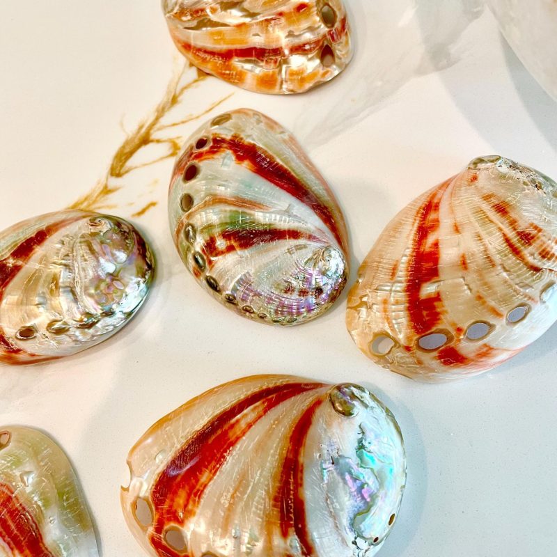 POLISHED RED ABALONE Shells 3-3.5" Display Seashell Coastal Décor Sage Dish