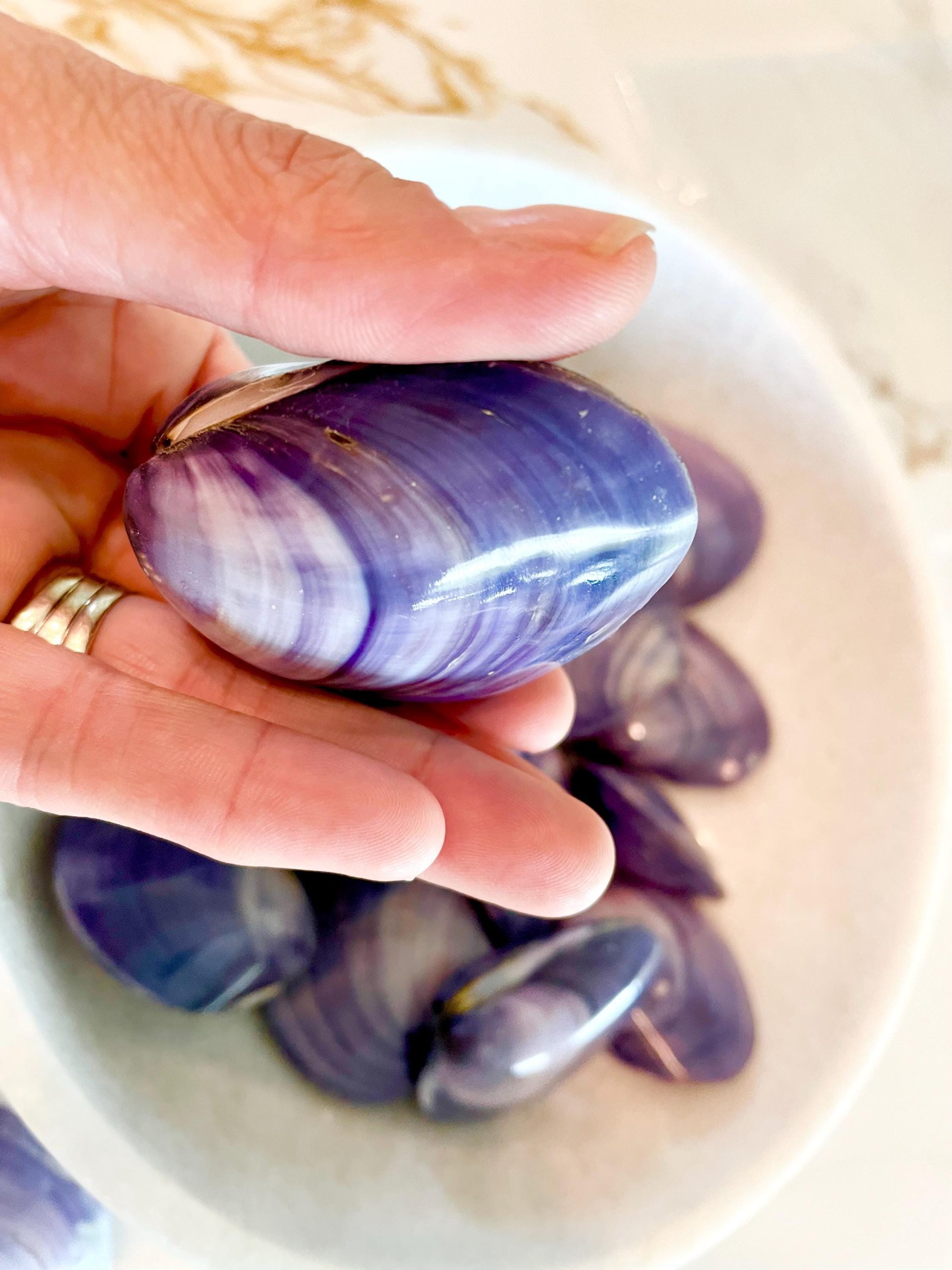 POLISHED PURPLE CLAMS *Set of 3* 2-3" Paired Shells Natural Craft Seashells - Image 7