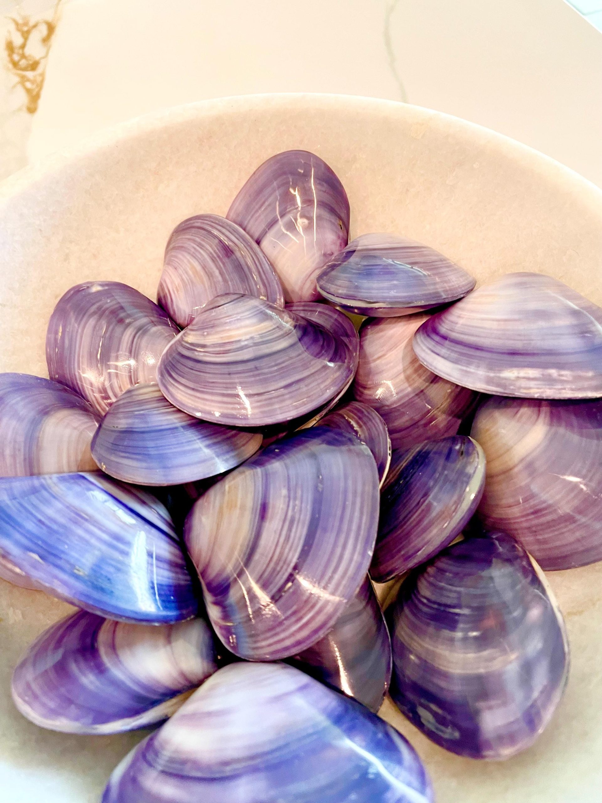 POLISHED PURPLE CLAMS *Set of 3* 2-3" Paired Shells Natural Craft Seashells - Image 6