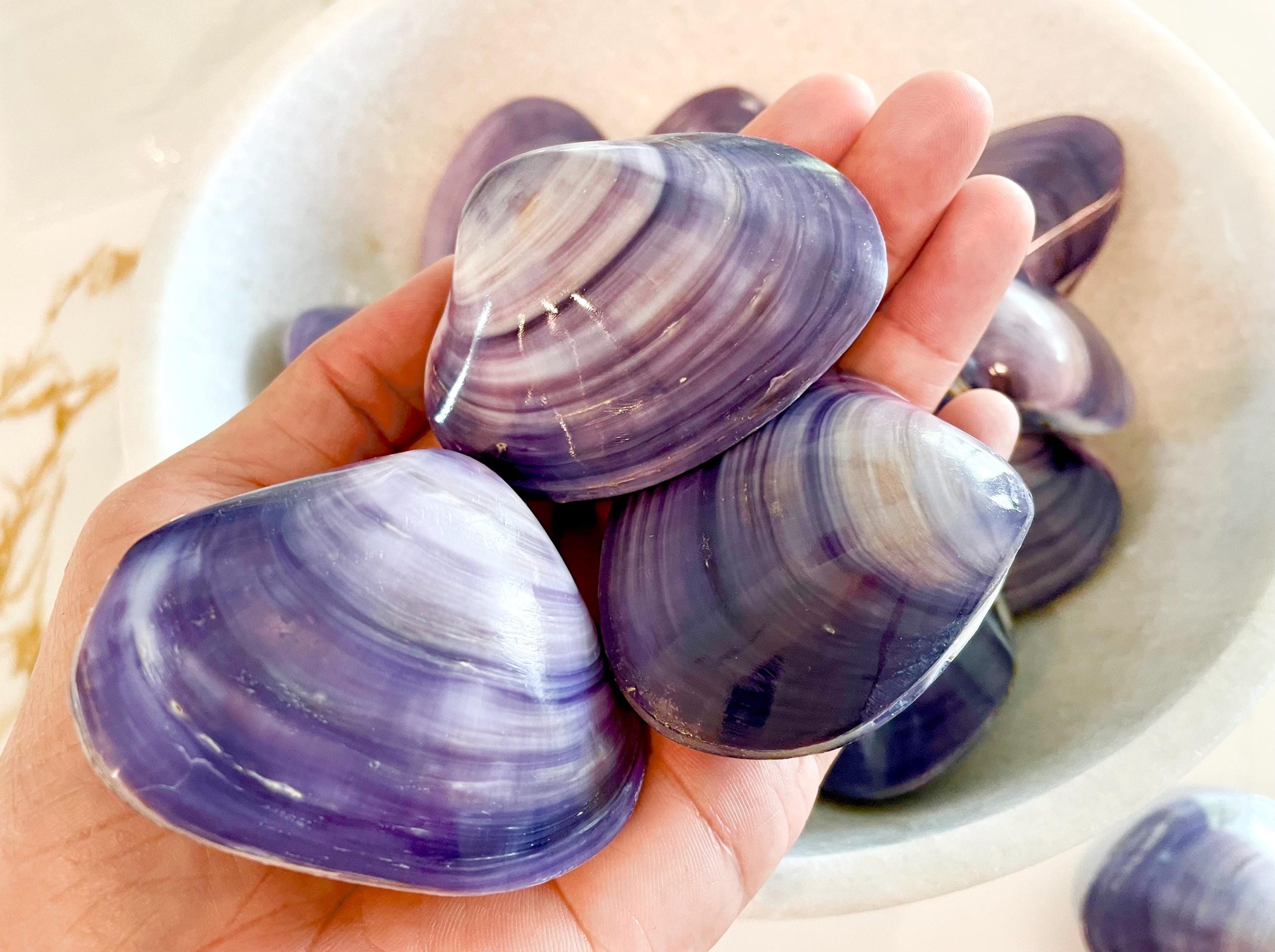 POLISHED PURPLE CLAMS *Set of 3* 2-3" Paired Shells Natural Craft Seashells - Image 4