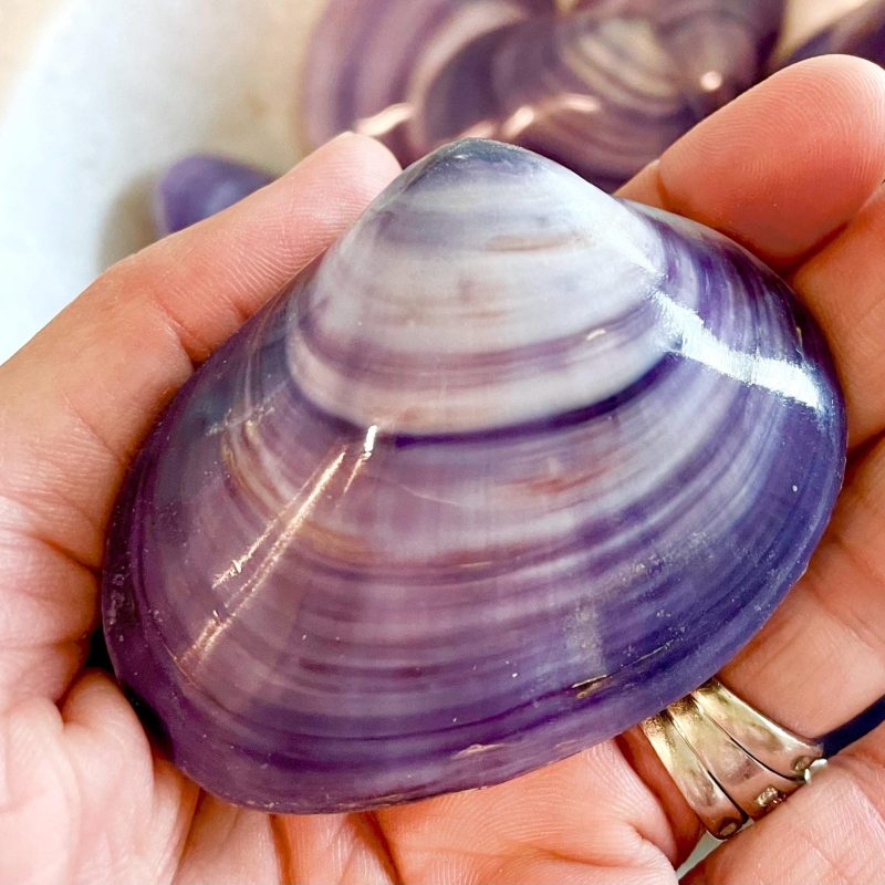 POLISHED PURPLE CLAMS *Set of 3* 2-3" Paired Shells Natural Craft Seashells
