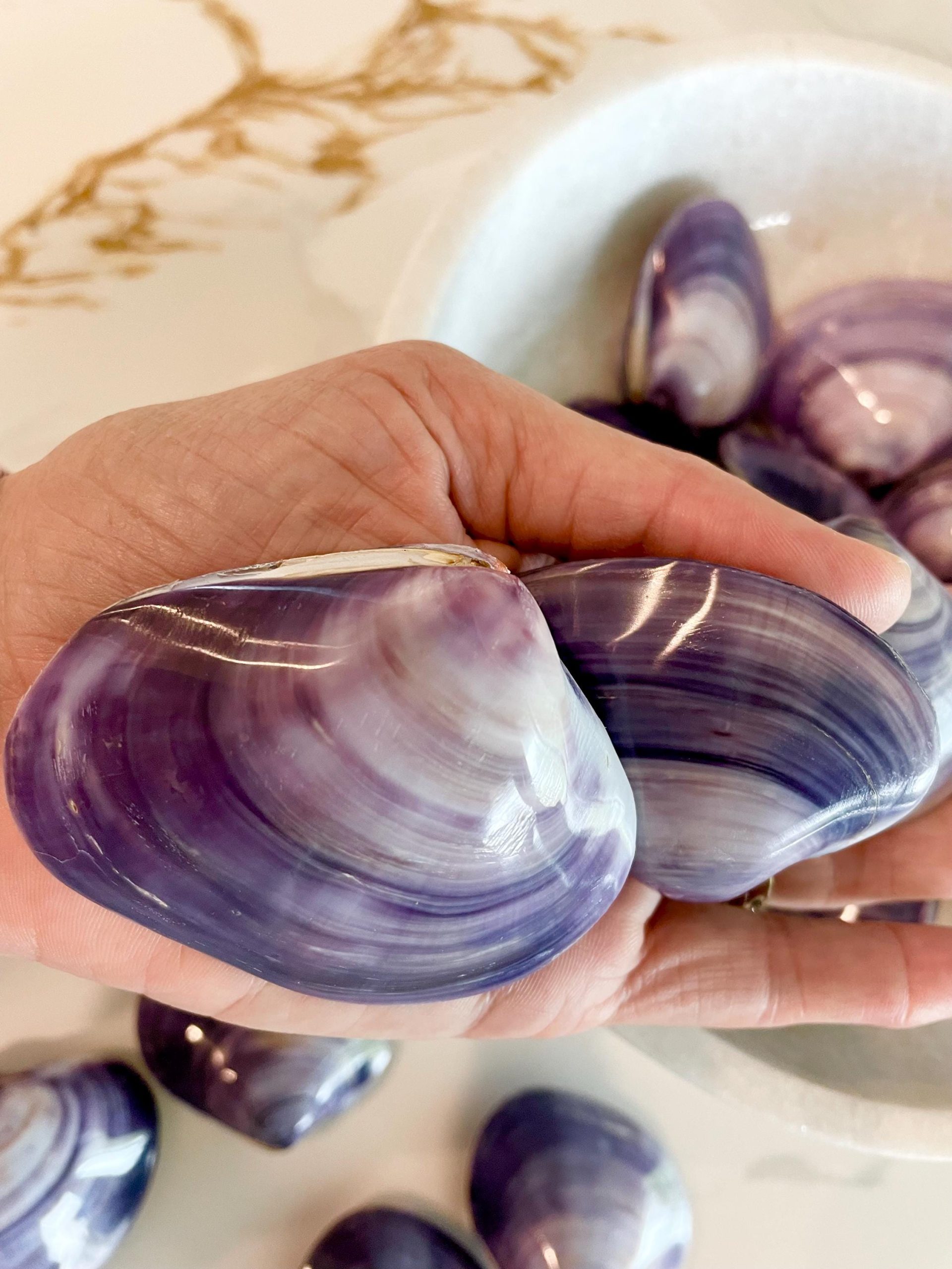 POLISHED PURPLE CLAMS *Set of 3* 2-3" Paired Shells Natural Craft Seashells - Image 12