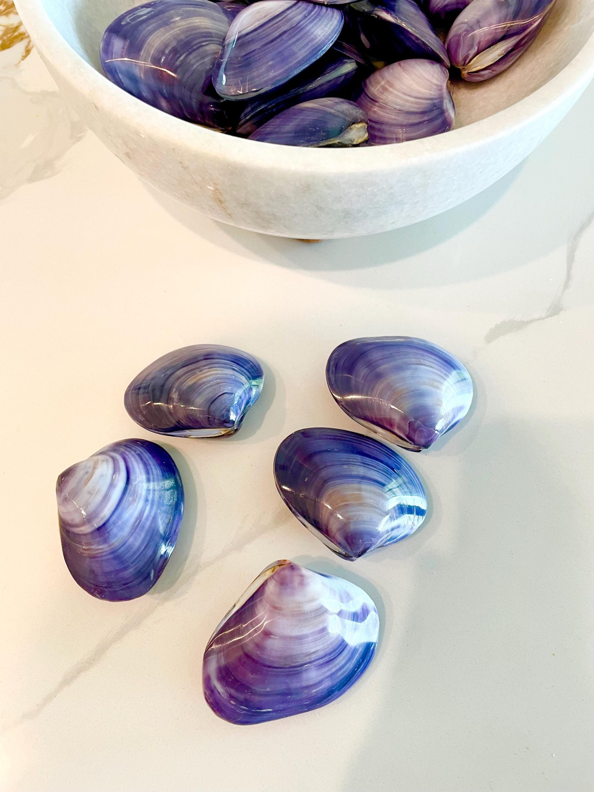 POLISHED PURPLE CLAMS *Set of 3* 2-3" Paired Shells Natural Craft Seashells - Image 10