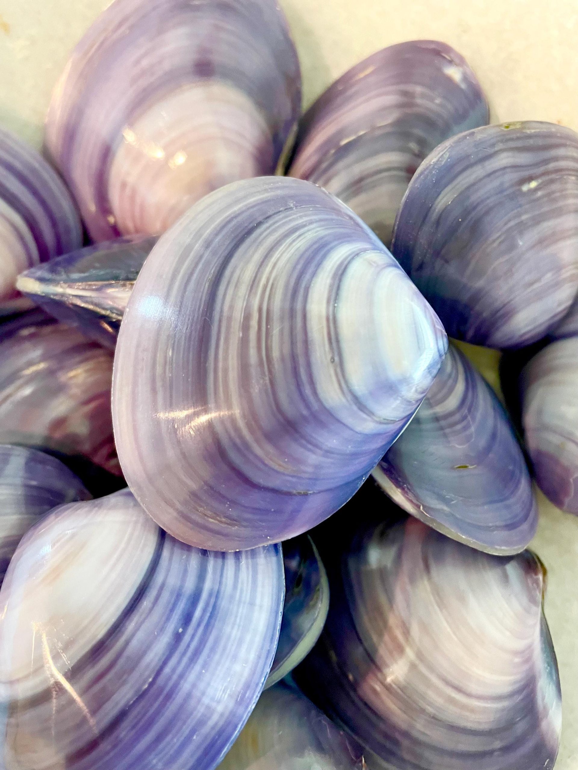 POLISHED PURPLE CLAMS *Set of 3* 2-3" Paired Shells Natural Craft Seashells - Image 13