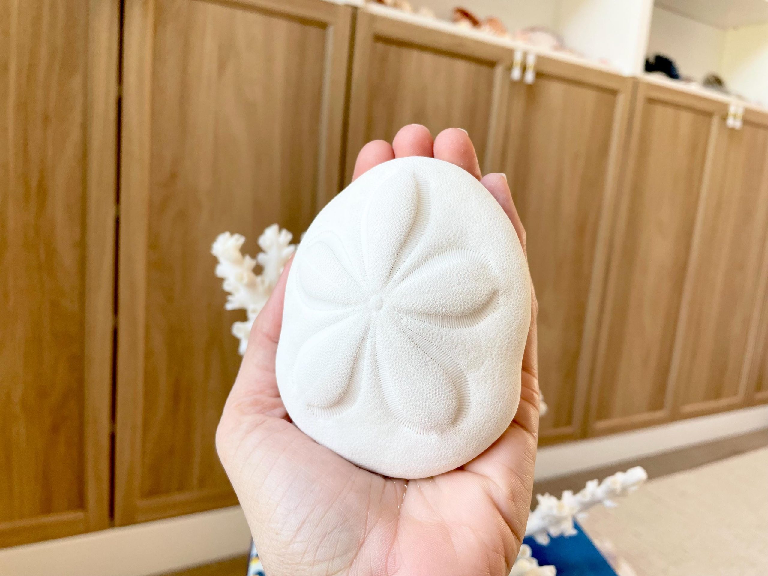 Sea Biscuit Puffy Sand Dollar 3.5-4" XL White - Image 2