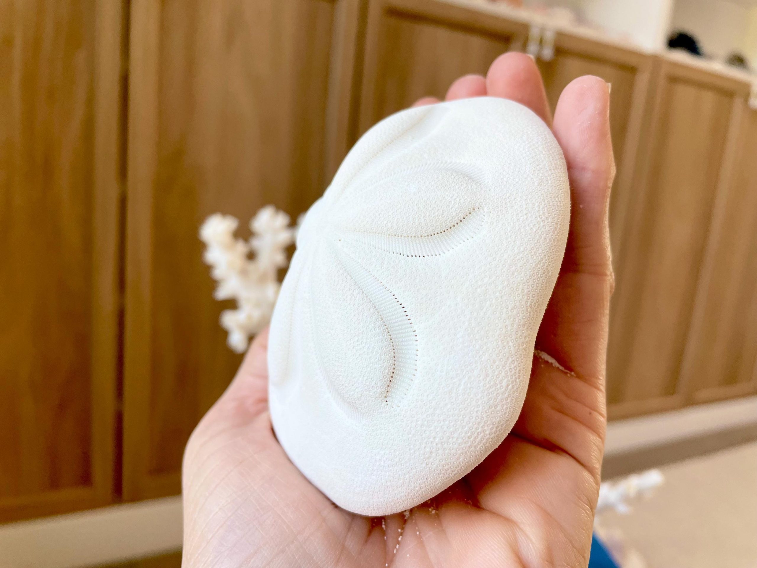 Sea Biscuit Puffy Sand Dollar 3.5-4" XL White - Image 7