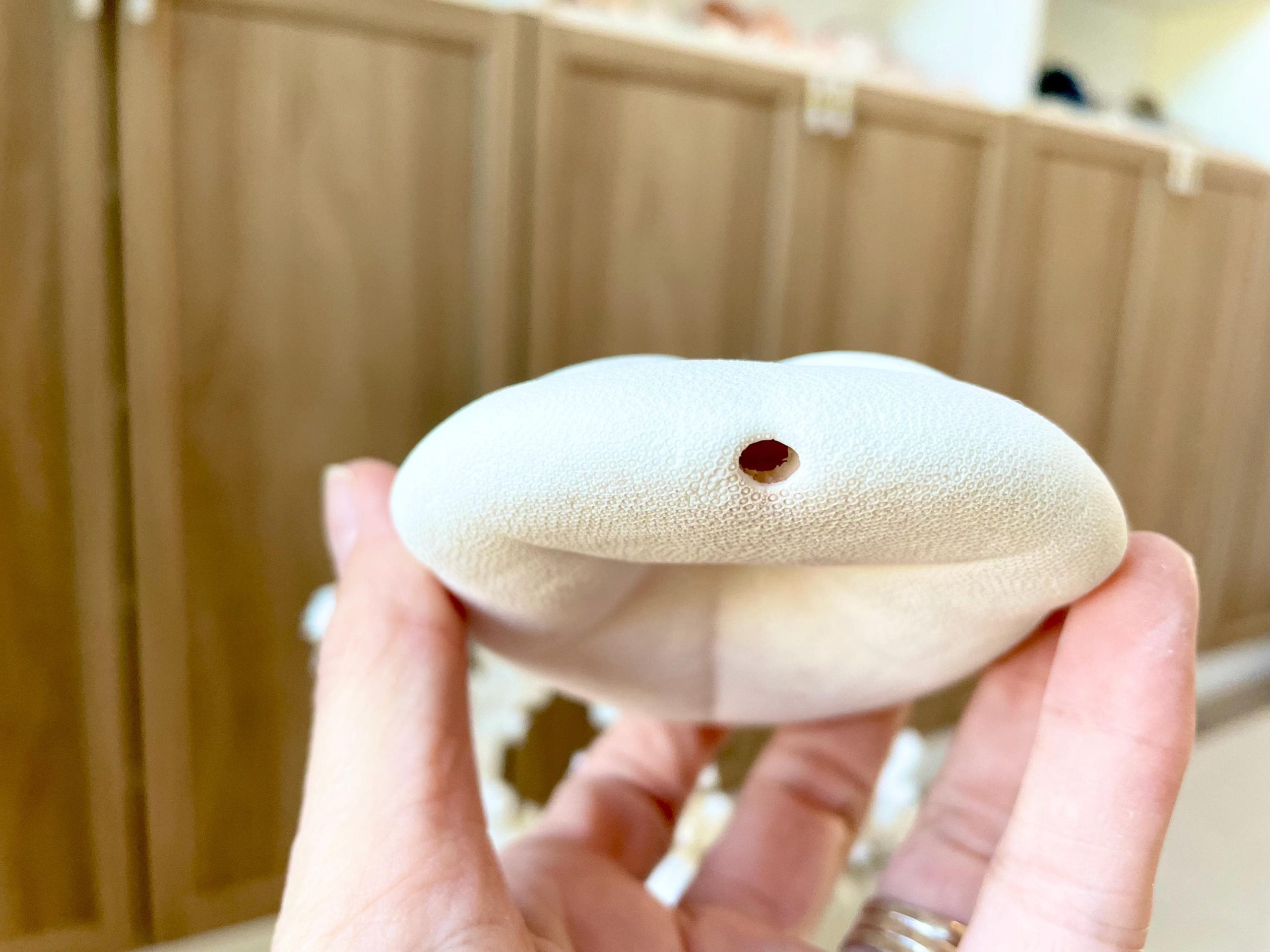 Sea Biscuit Puffy Sand Dollar 3.5-4" XL White - Image 6