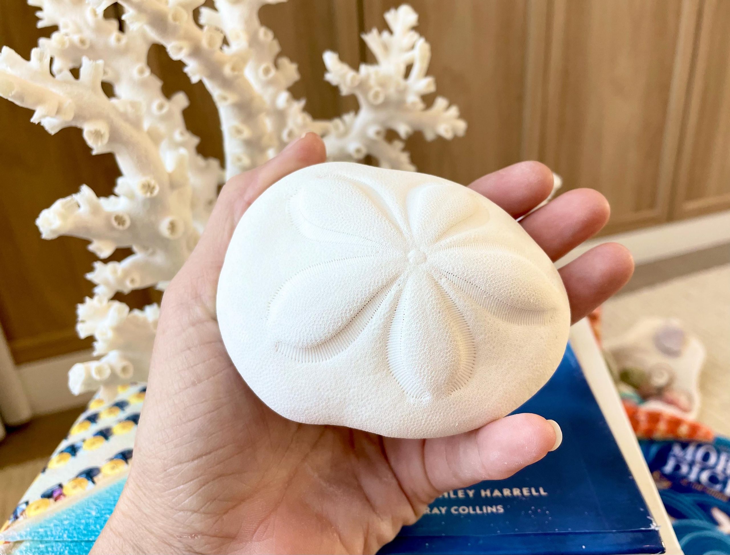Sea Biscuit Puffy Sand Dollar 3.5-4" XL White - Image 9