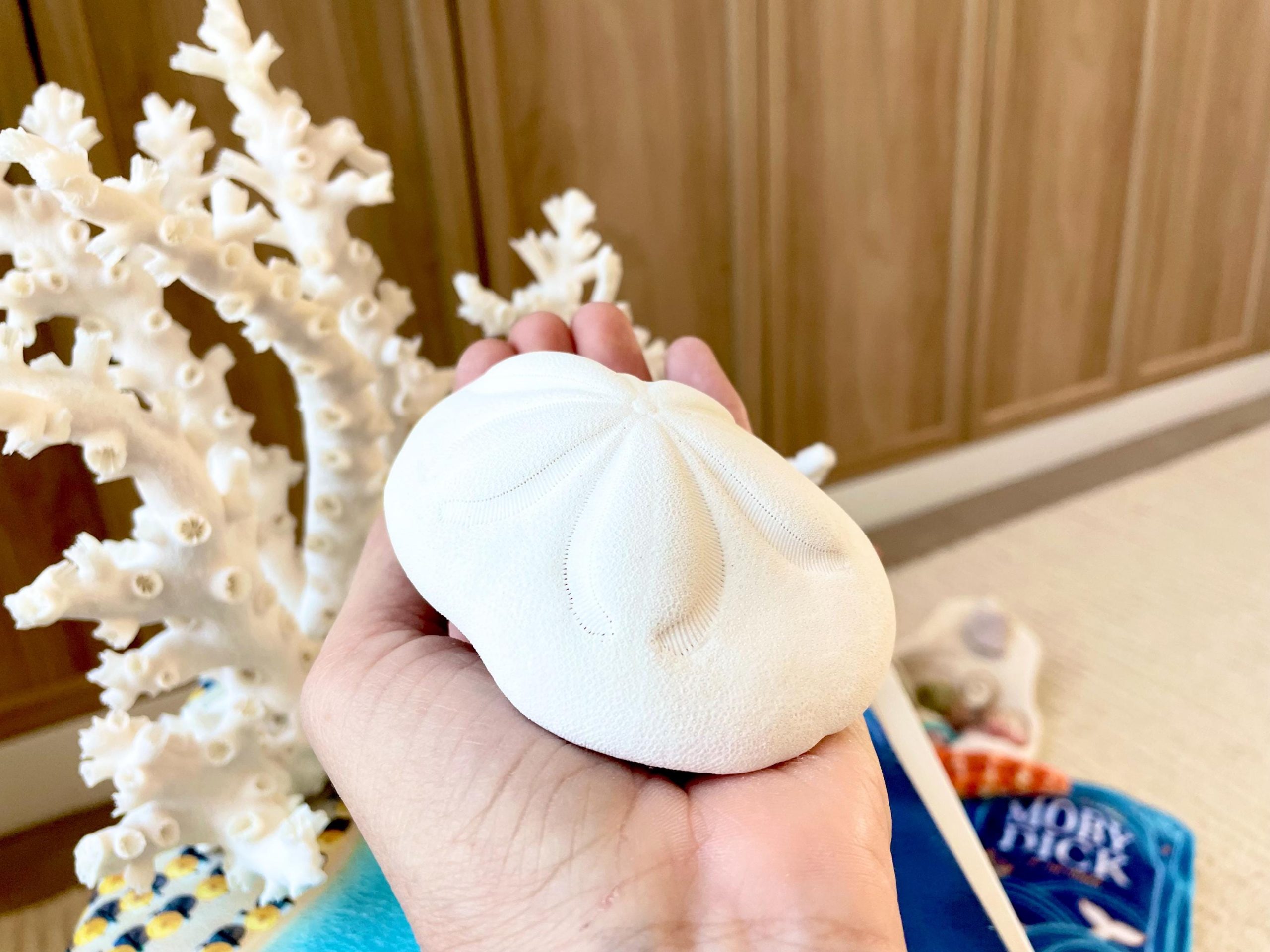 Sea Biscuit Puffy Sand Dollar 3.5-4" XL White - Image 11