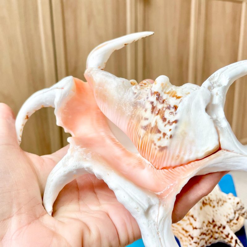 Chiragra Spider Conch Shell 8-9" Display Seashells, Harpago