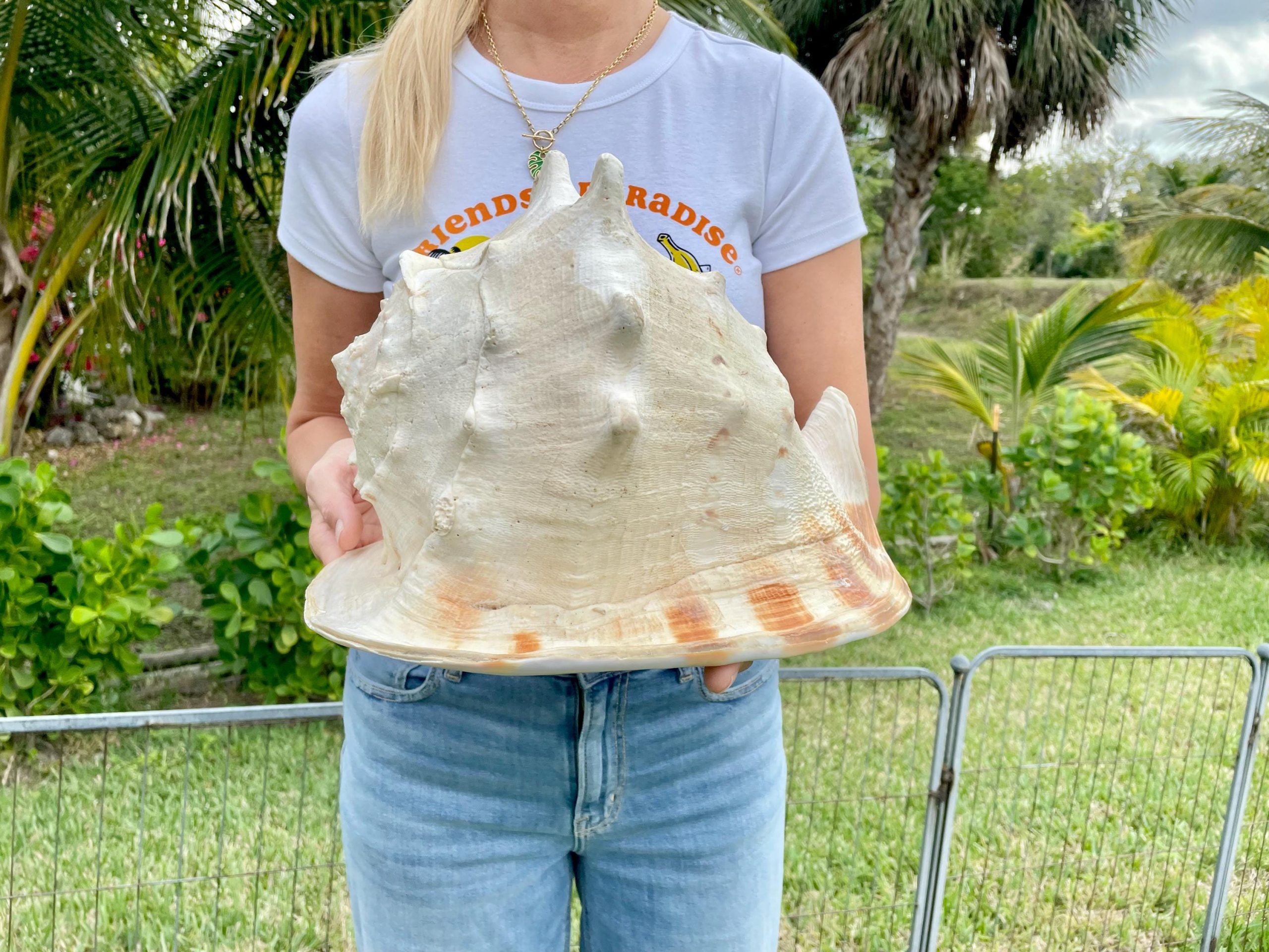 YELLOW HORNED HELMET Shell *All Sizes* Orange Polished Glossy Interior Display Seashell - Image 3